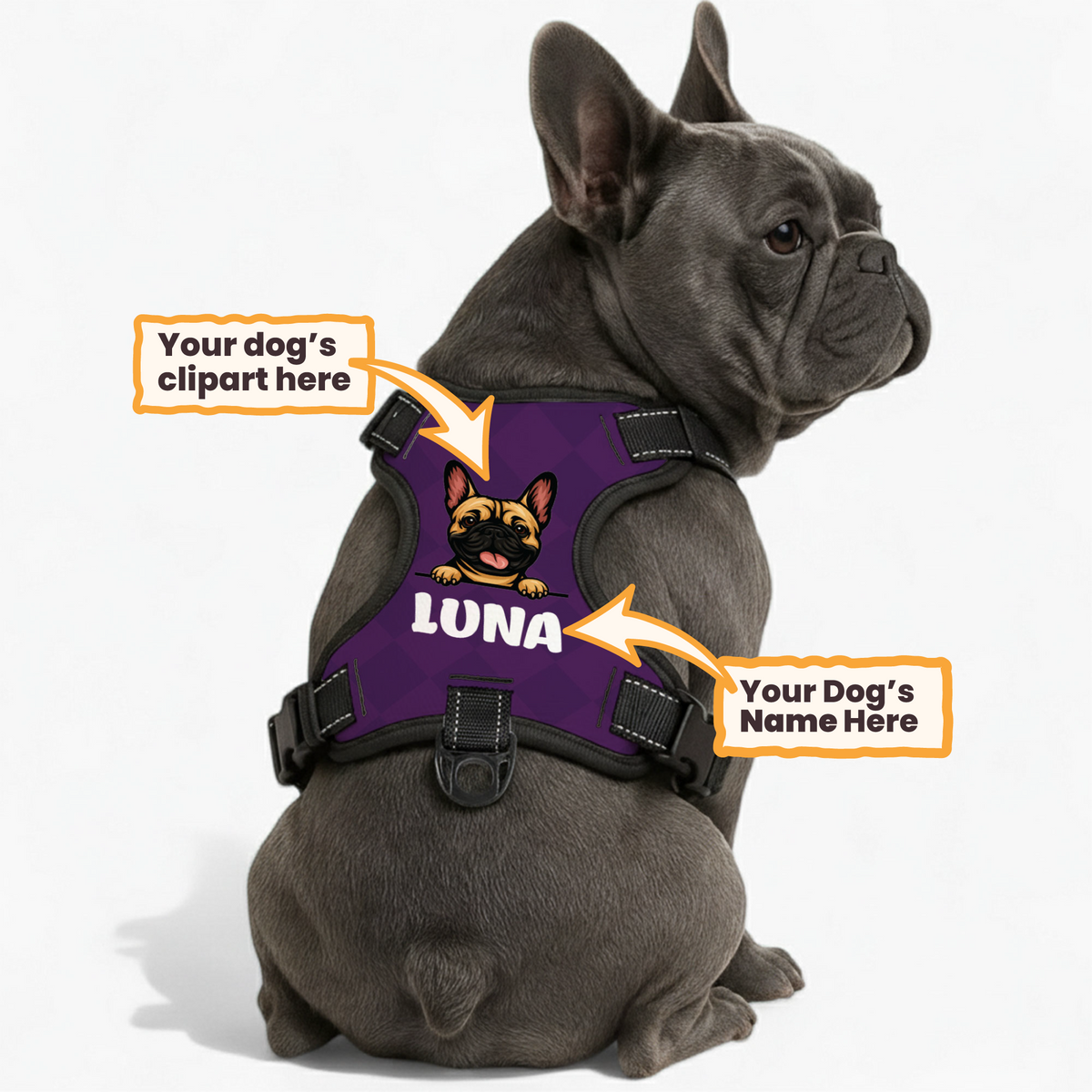Dog wearing a personalized custom-name harness