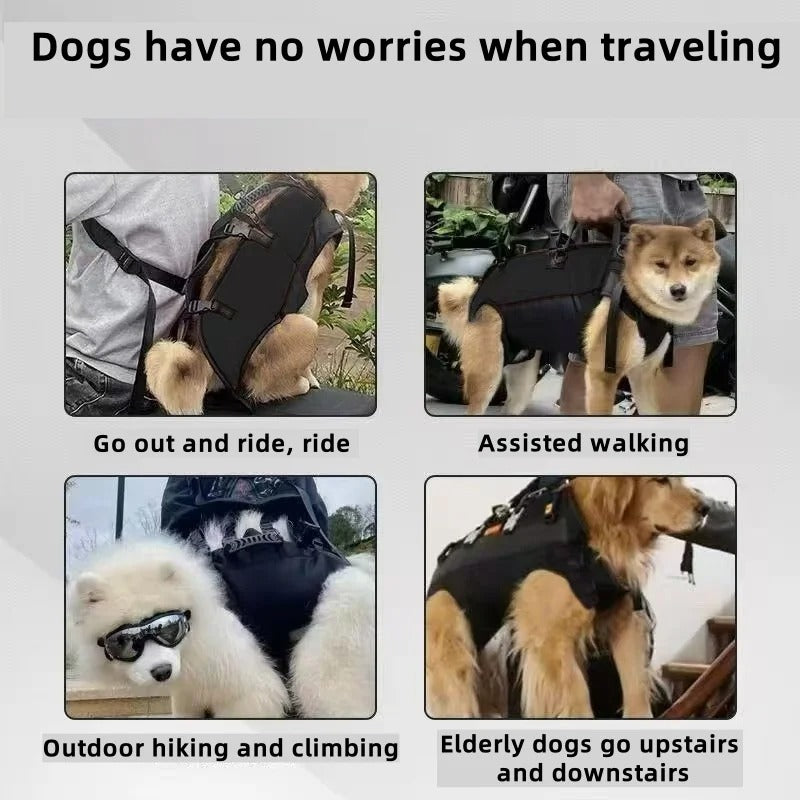 dog carrying backpack