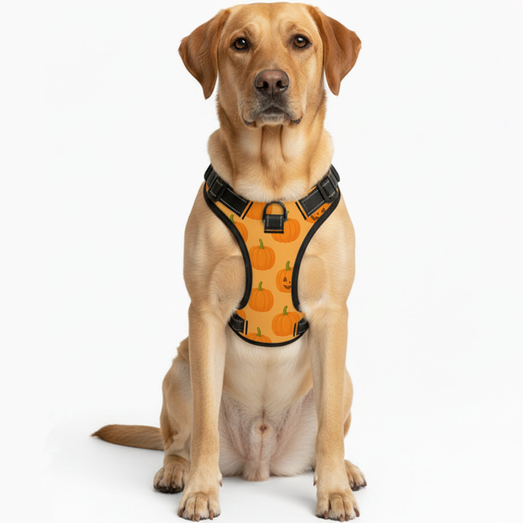 Jay  - NO-PULL Dog Harness & Leash Set | for small and large Dogs