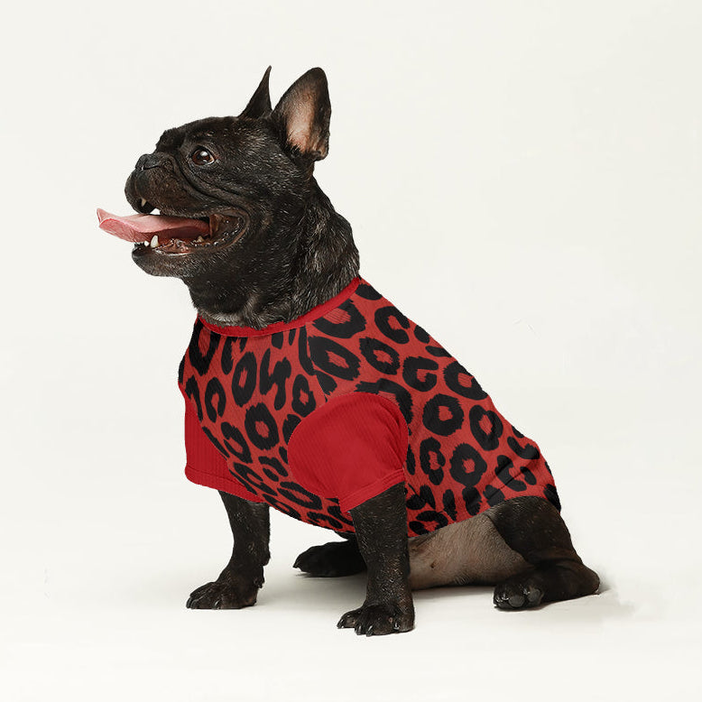 Solo - Dog Wool Sweater