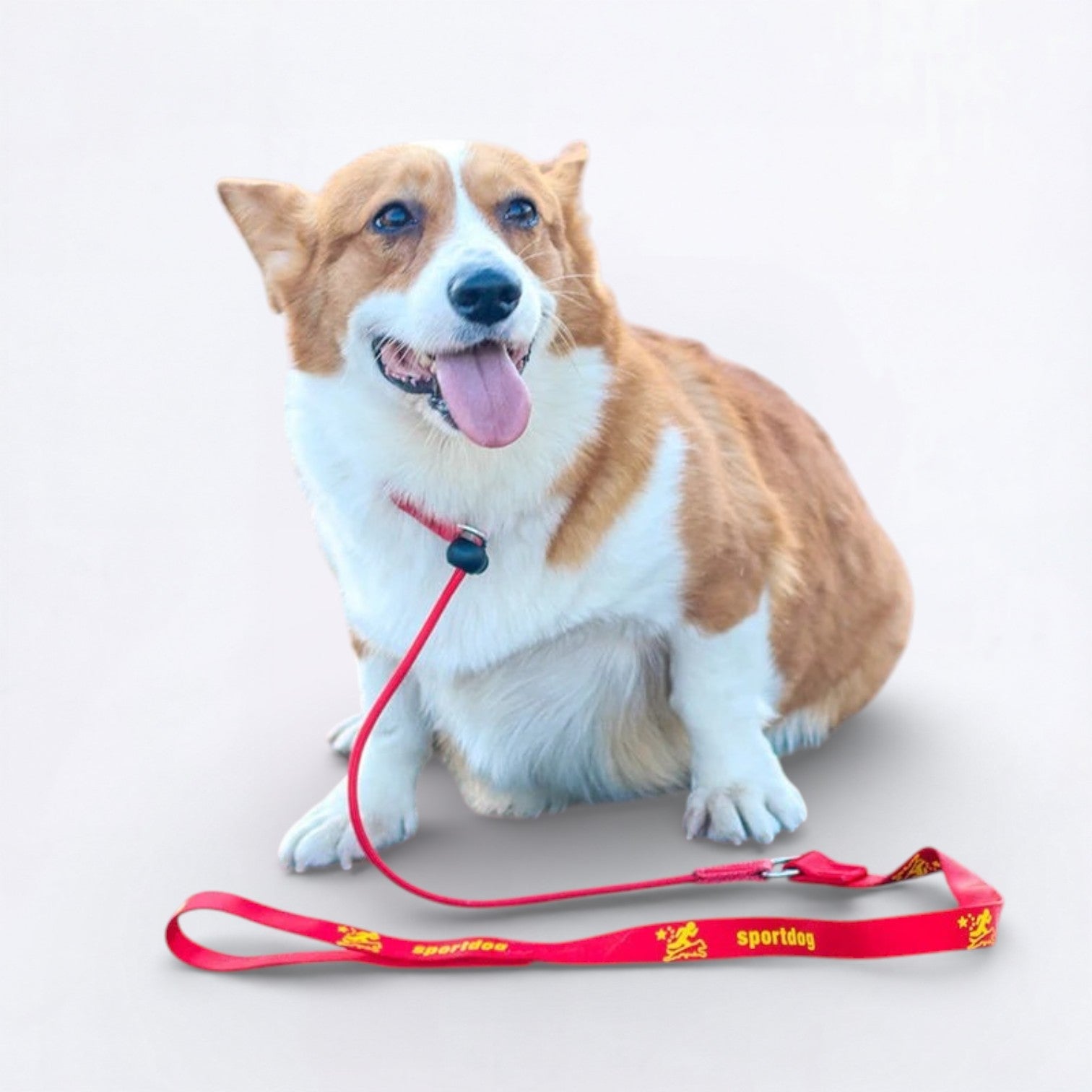 2-in-1-Training-Slip-Dog-Leash-Collar.jpg