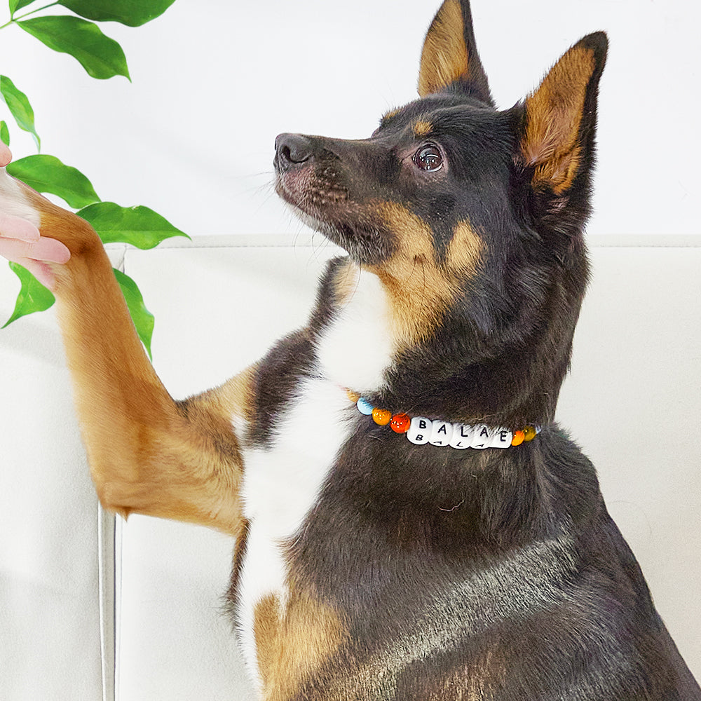 Custom Beaded Pet Collar – Personalized Dog Lover Gift