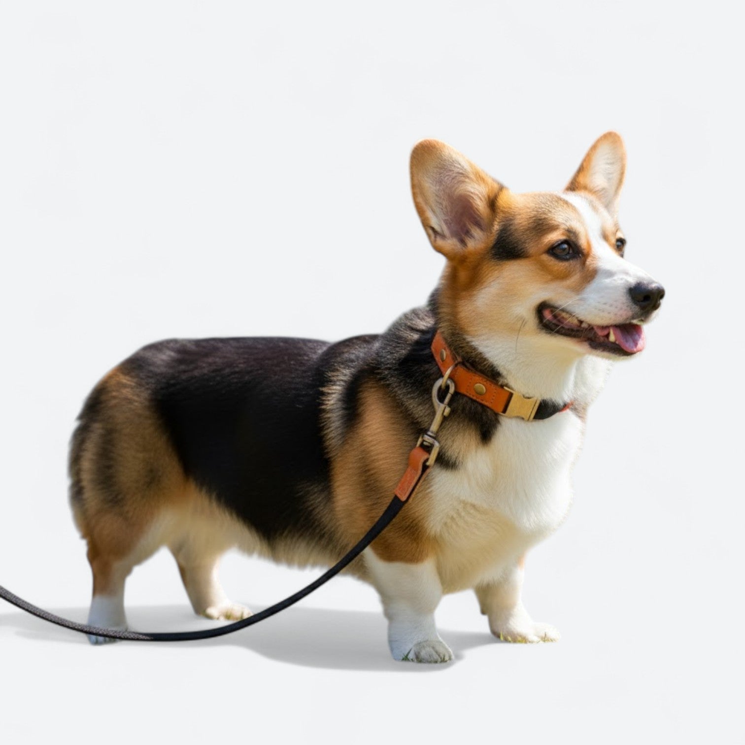 Adjustable-Anti-Lost-Dog-Collar-Leash-Set.jpg