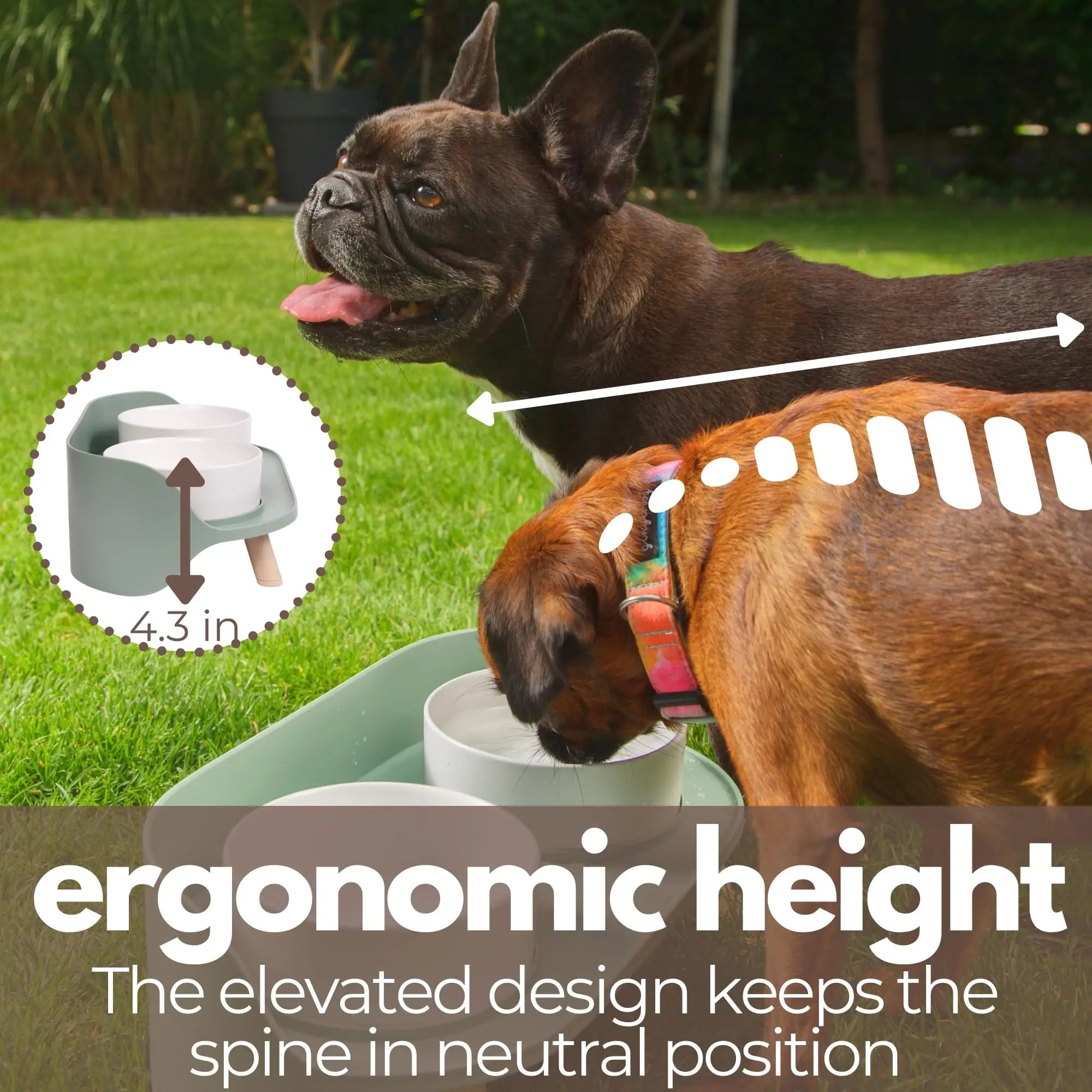 Adjustable-Elevated-Dog-Bowl-Set.jpg