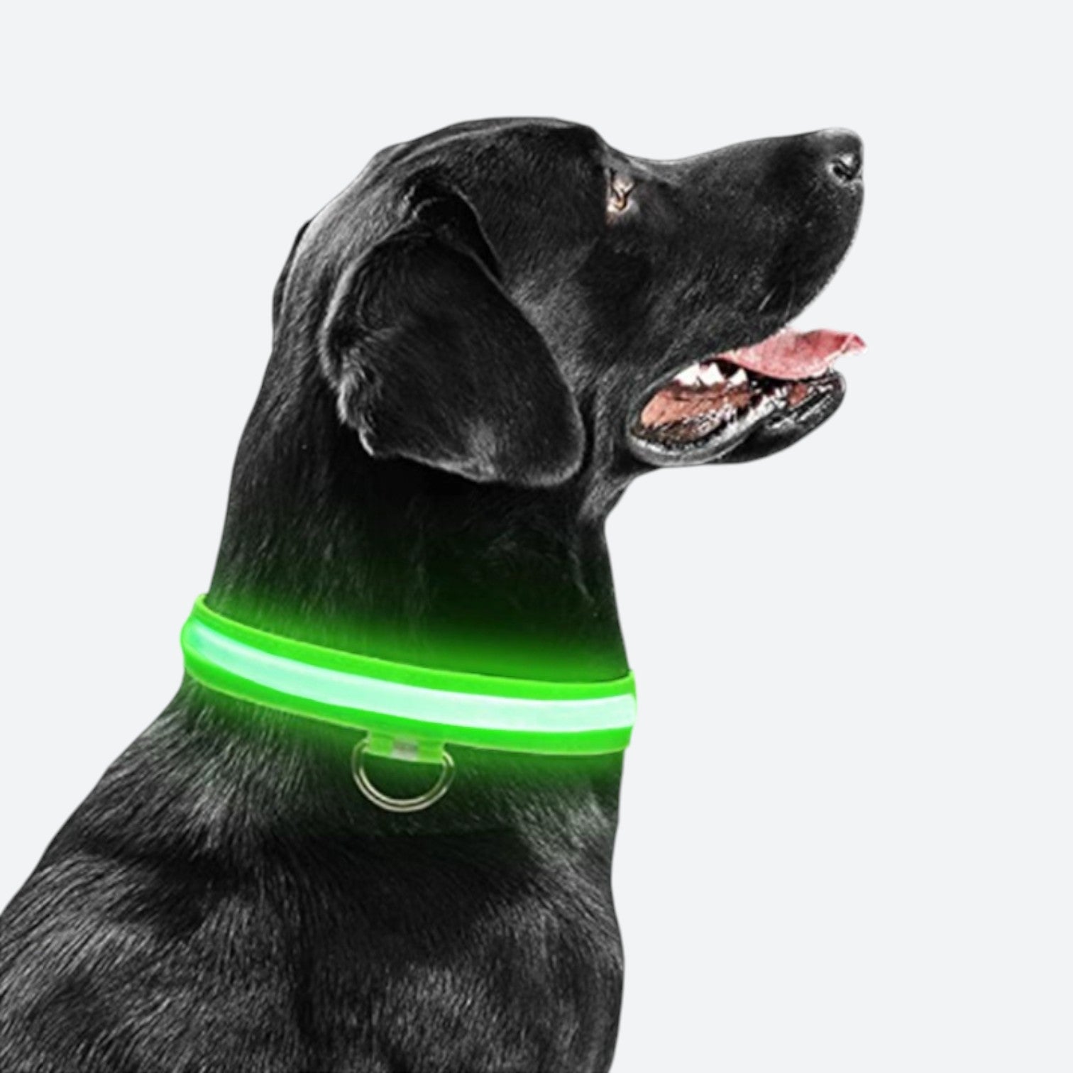 Adjustable-LED-Glowing-Dog-Collar.jpg
