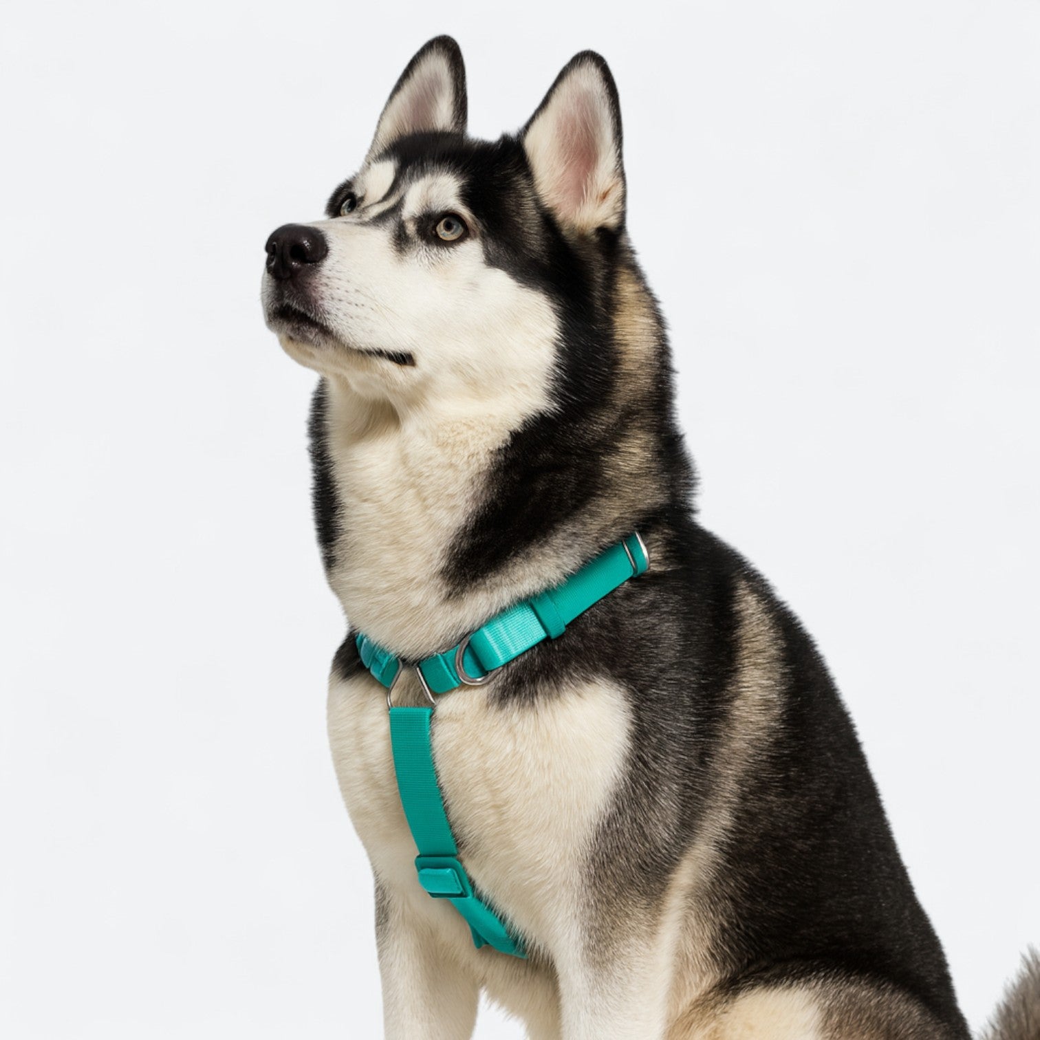 Adjustable-No-Pull-Dog-Harness.jpg