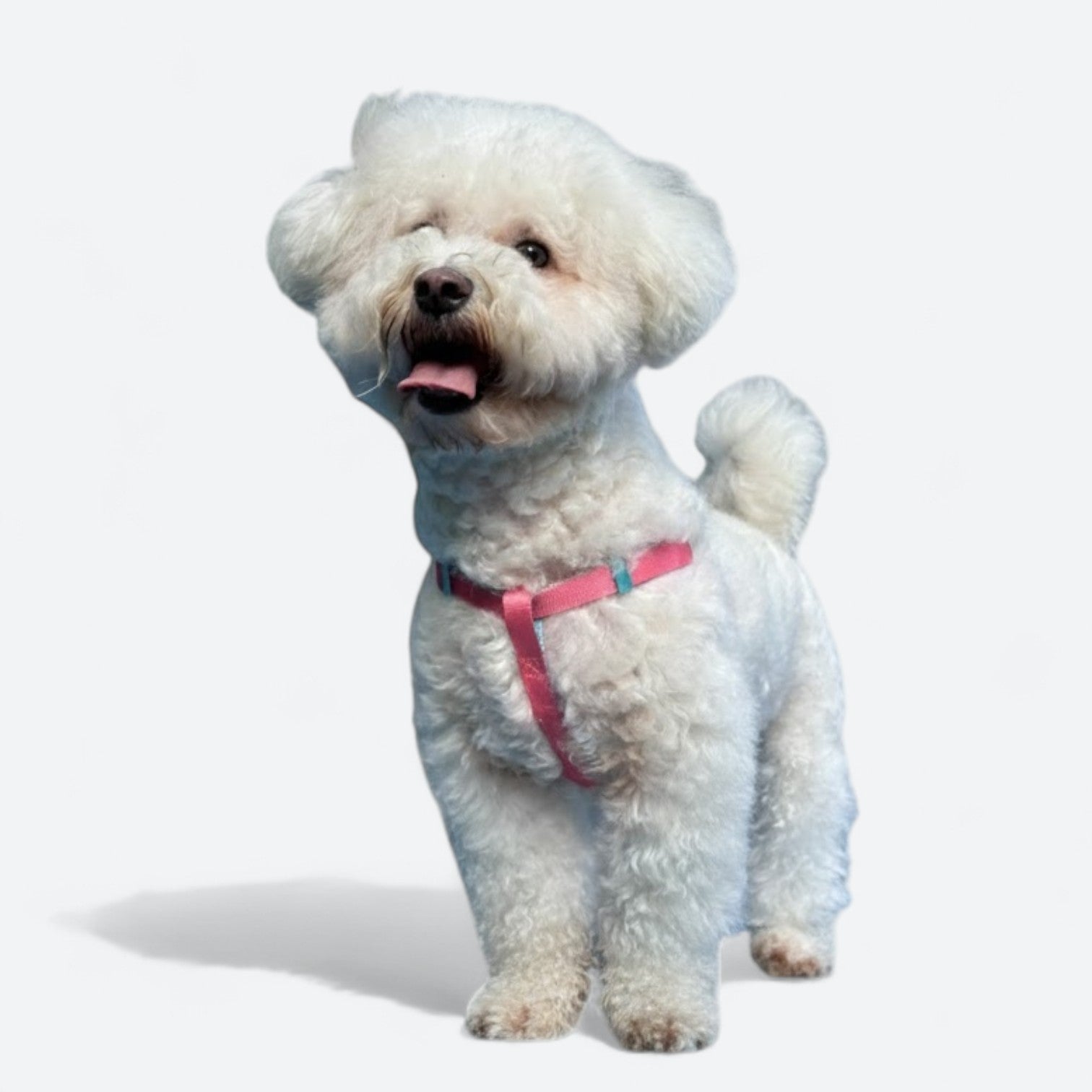 Adjustable-No-Pull-Dog-Harness.jpg