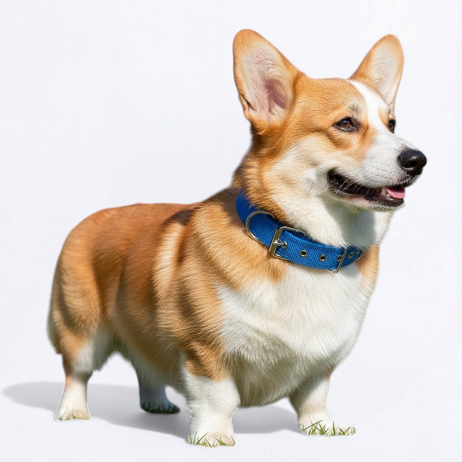 Adjustable-Solid-Nylon-Dog-Collar.jpg