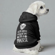 Maltese dog wearing an 'I'm Not a Regular Dog, I'm a Maltese' hoodie