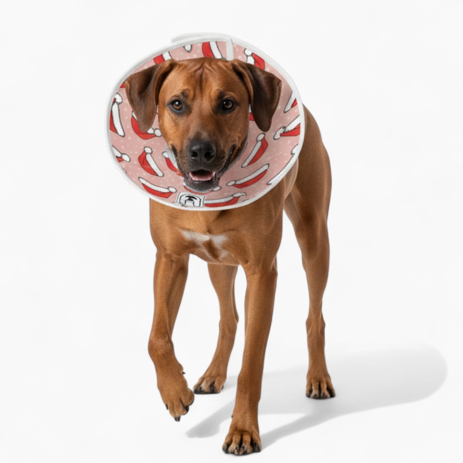 Buddy' soft cone for dogs​ 