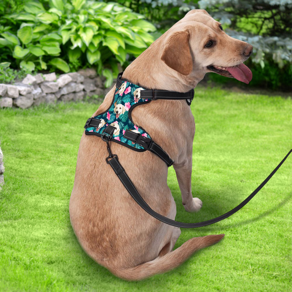 Custom Dog Harness – Personalized Safe & Comfortable Walking Vest