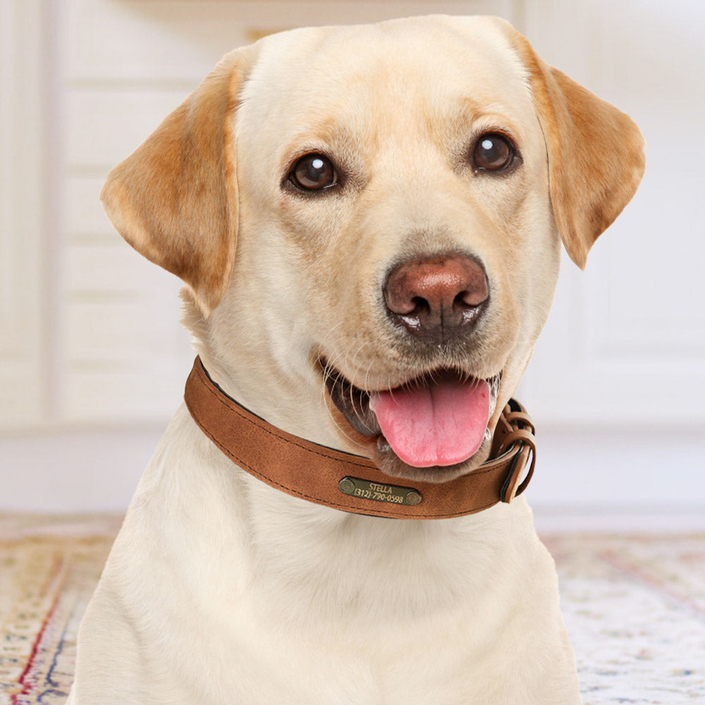 Personalized Leather Dog Collar – Custom Engraved Name & Phone Number