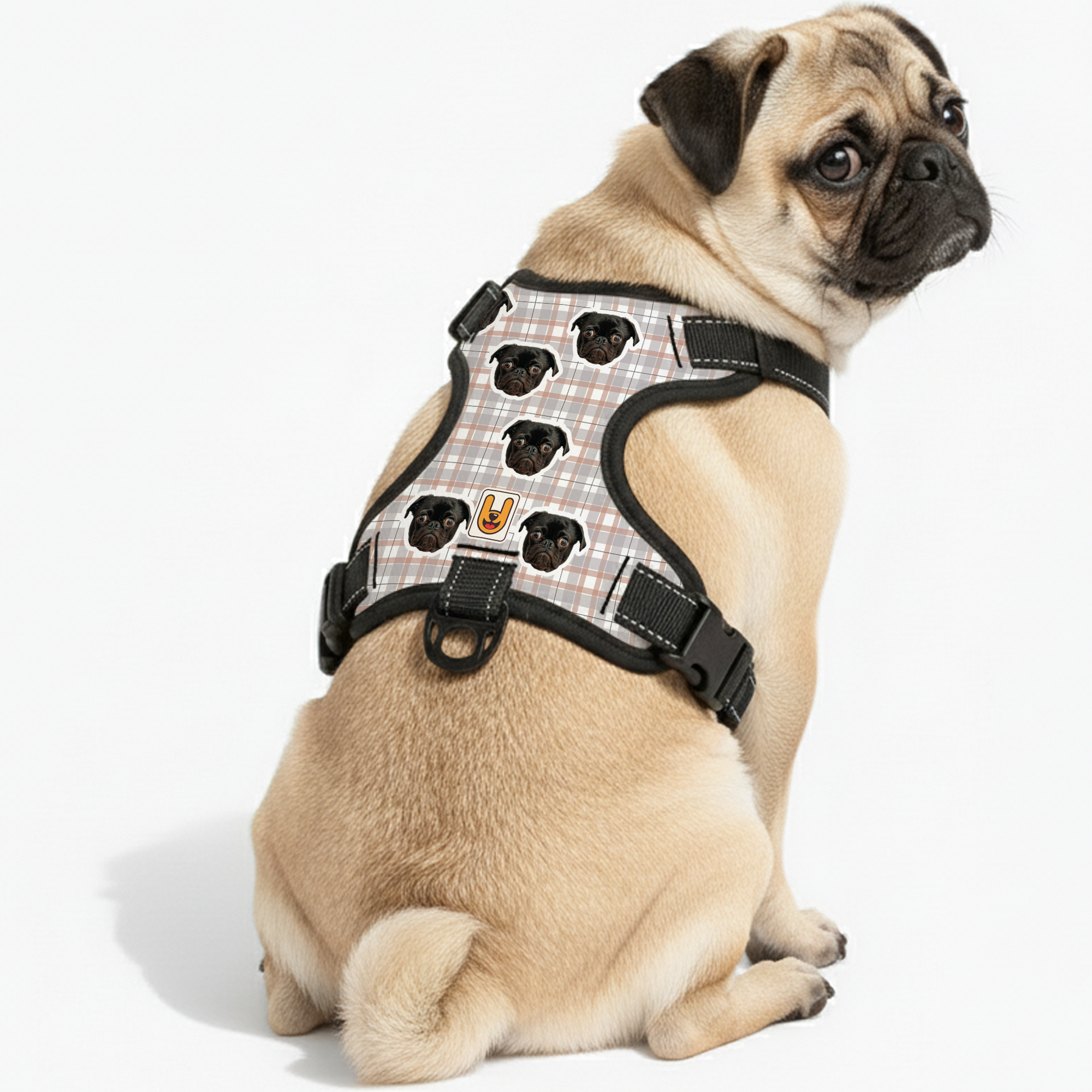 Chili - Custom Dogs harness