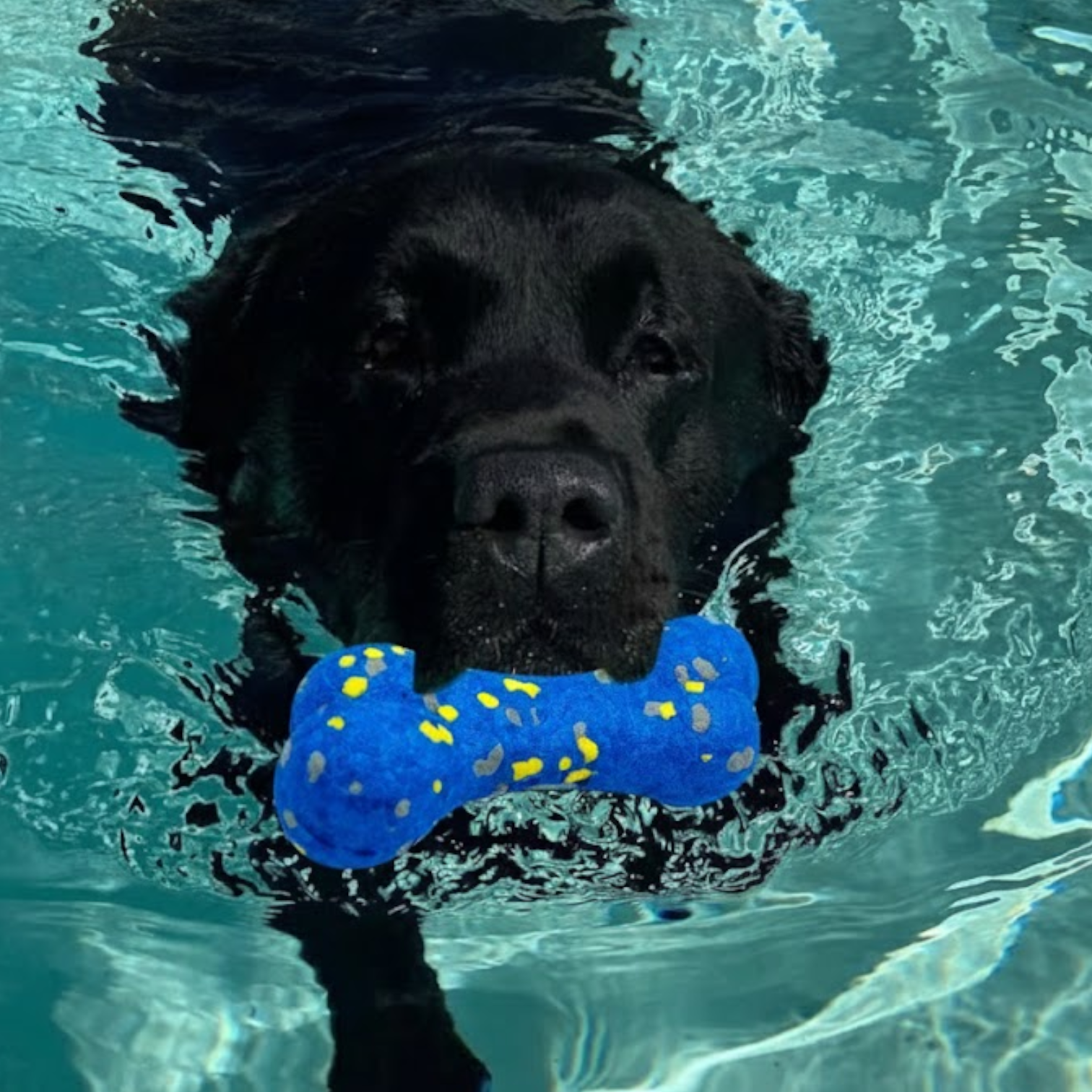 Dental-Cleaning-Dog-Bone-Toy.jpg