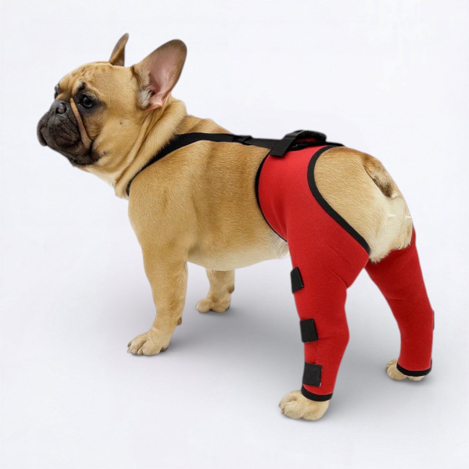 Dog-Back-Leg Support-Brace-Knee-Pads.jpg