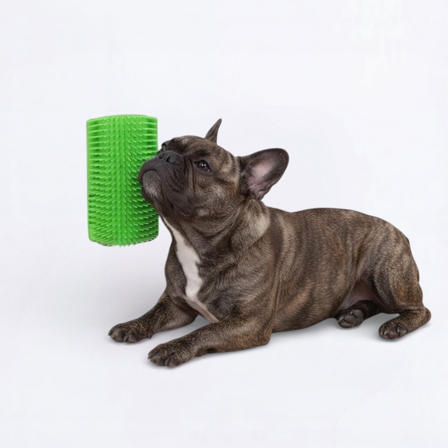 Dog-Massage-Hair-Removal-Brush.jpg
