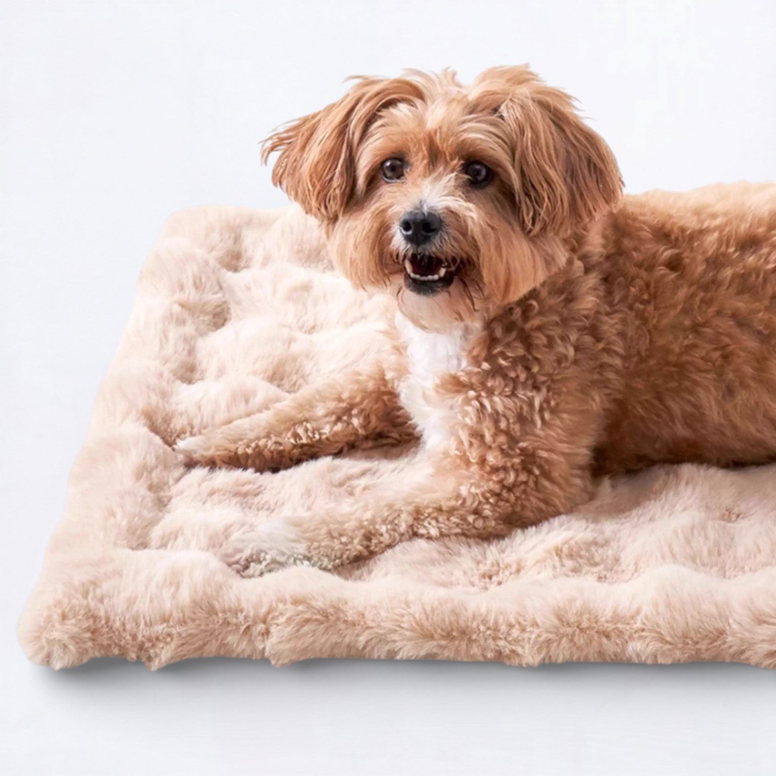 Double-Sided-Sleeping-Dog-Bed.jpg