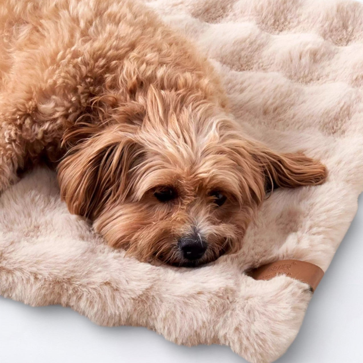 Double-Sided-Sleeping-Dog-Bed.jpg