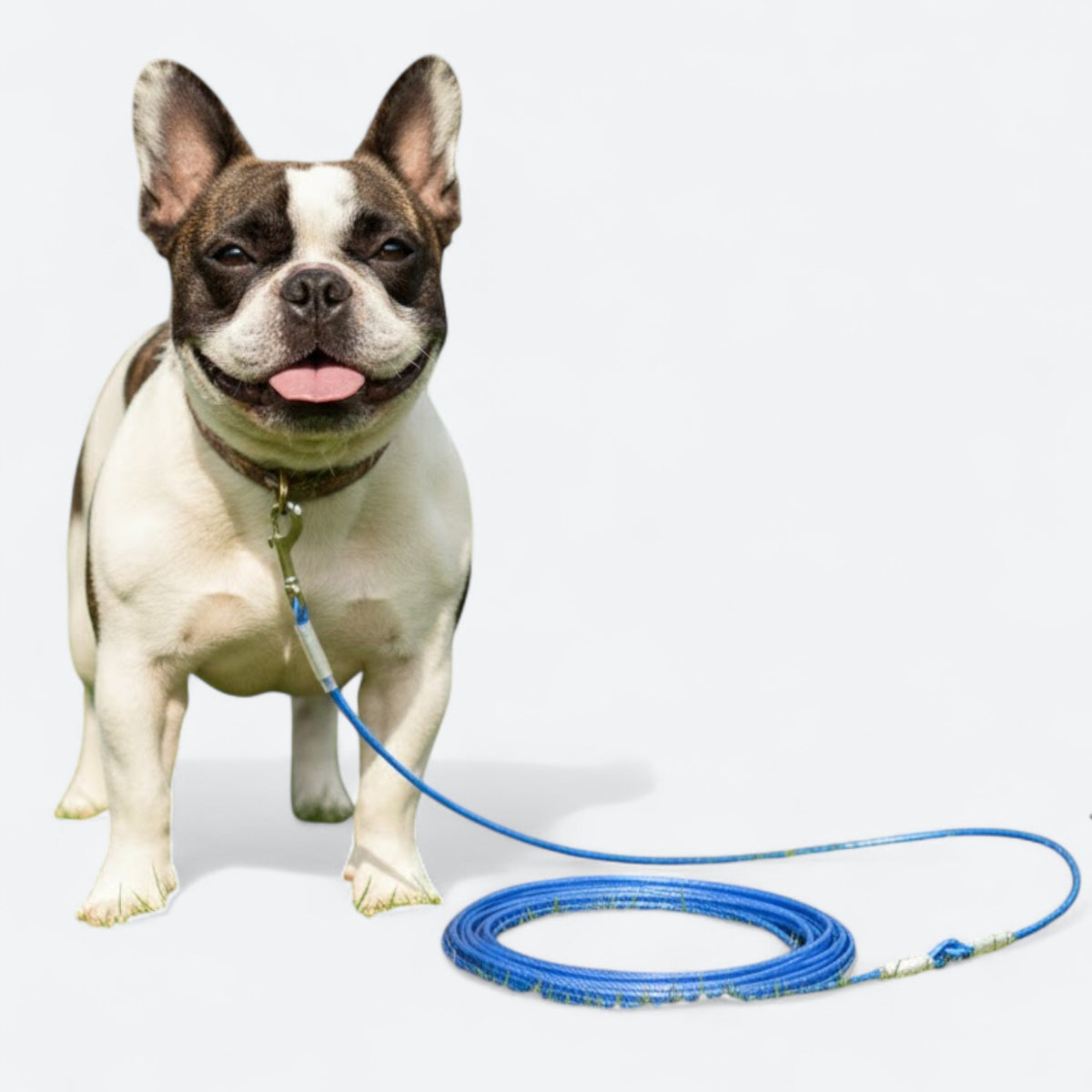 Wire Rope Dog Extended Steel Wire Rope Dog Leash
