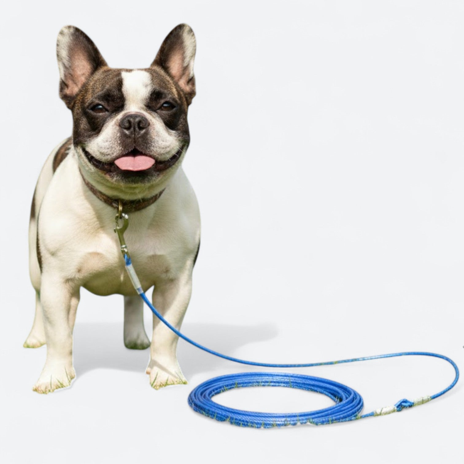 Extended-Steel-Wire-Rope-Dog-Leash.jpg