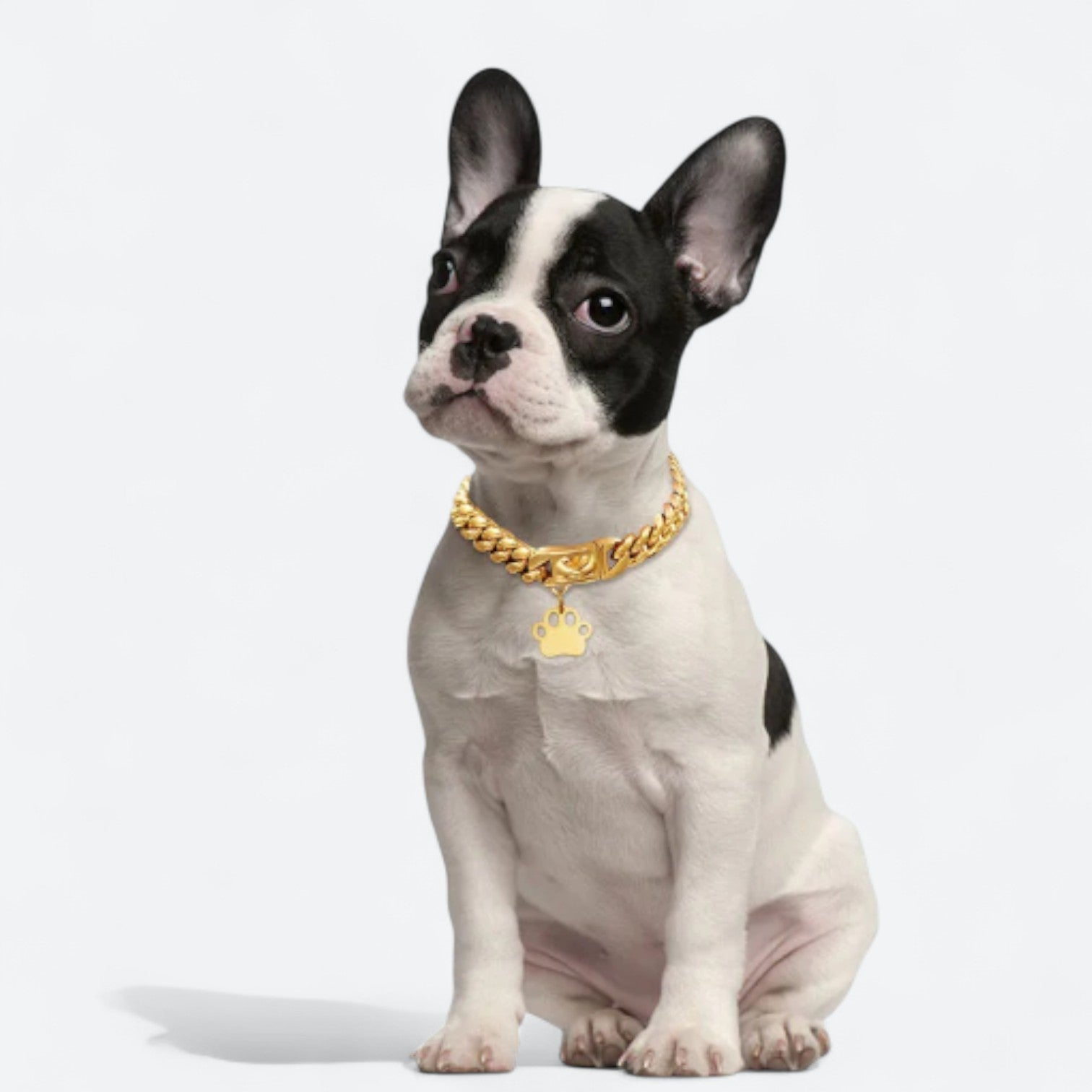 Gold-Plated-Stainless-Steel-Dog-Collar.jpg