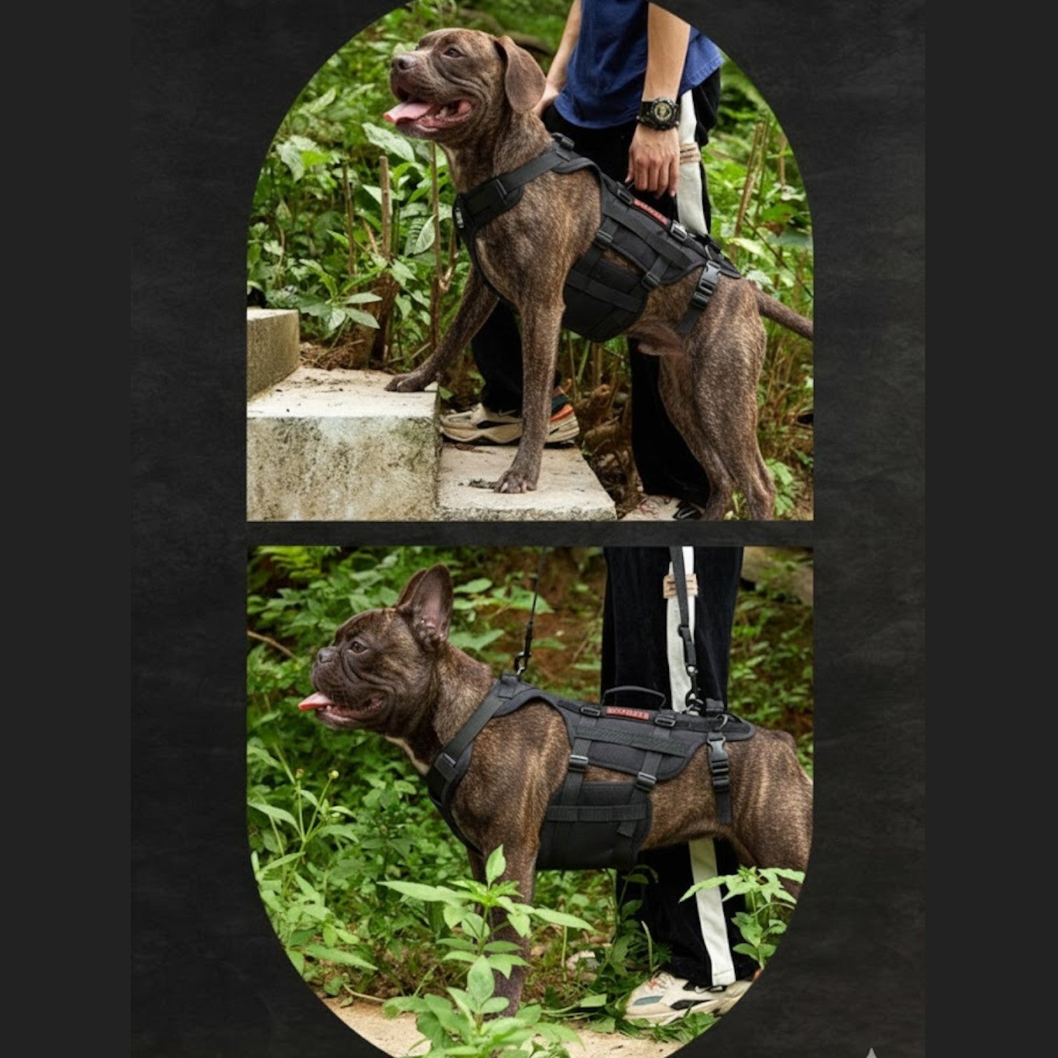 Guard-Dog-Walking-Aid-Harness.jpg