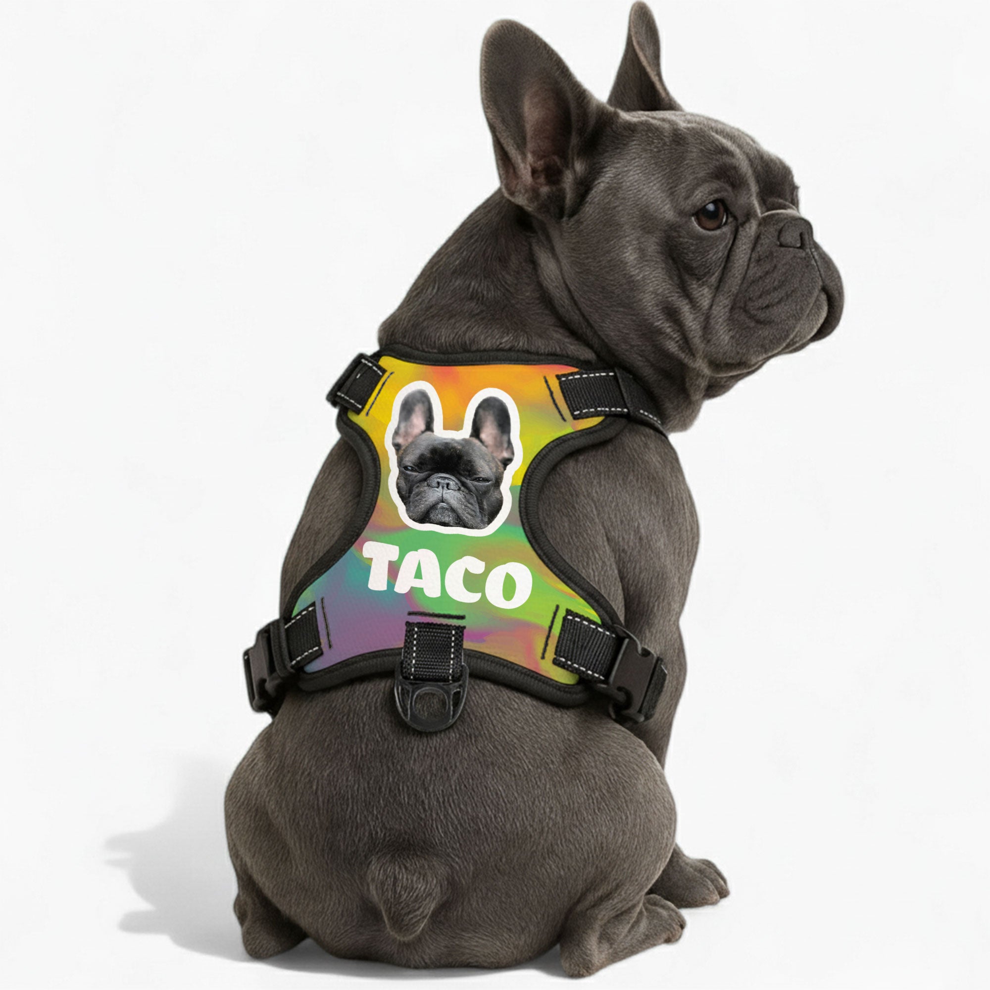 Titania - Custom Dog harness