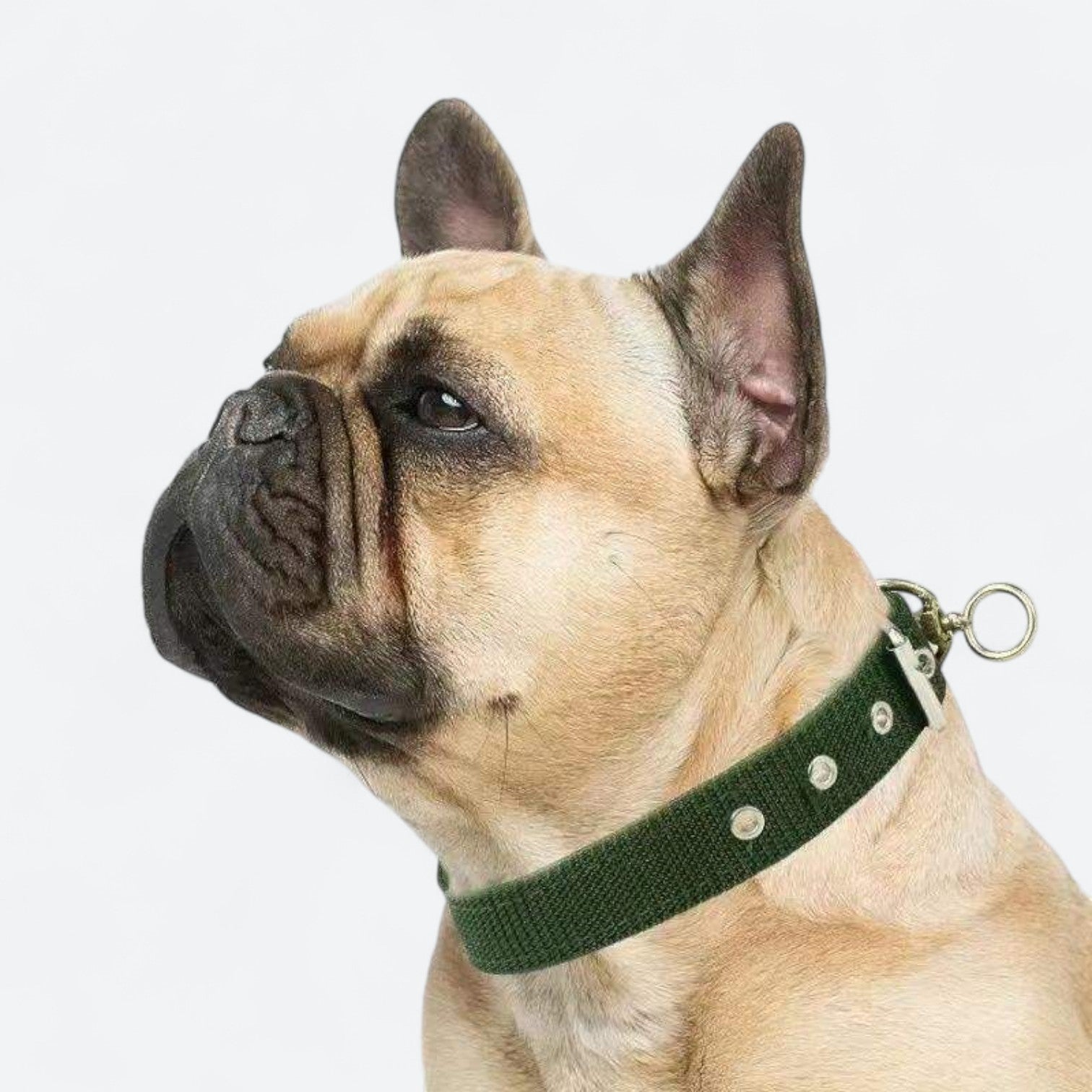 Heavy-Duty-Adjustable-Dog-Collar.jpg