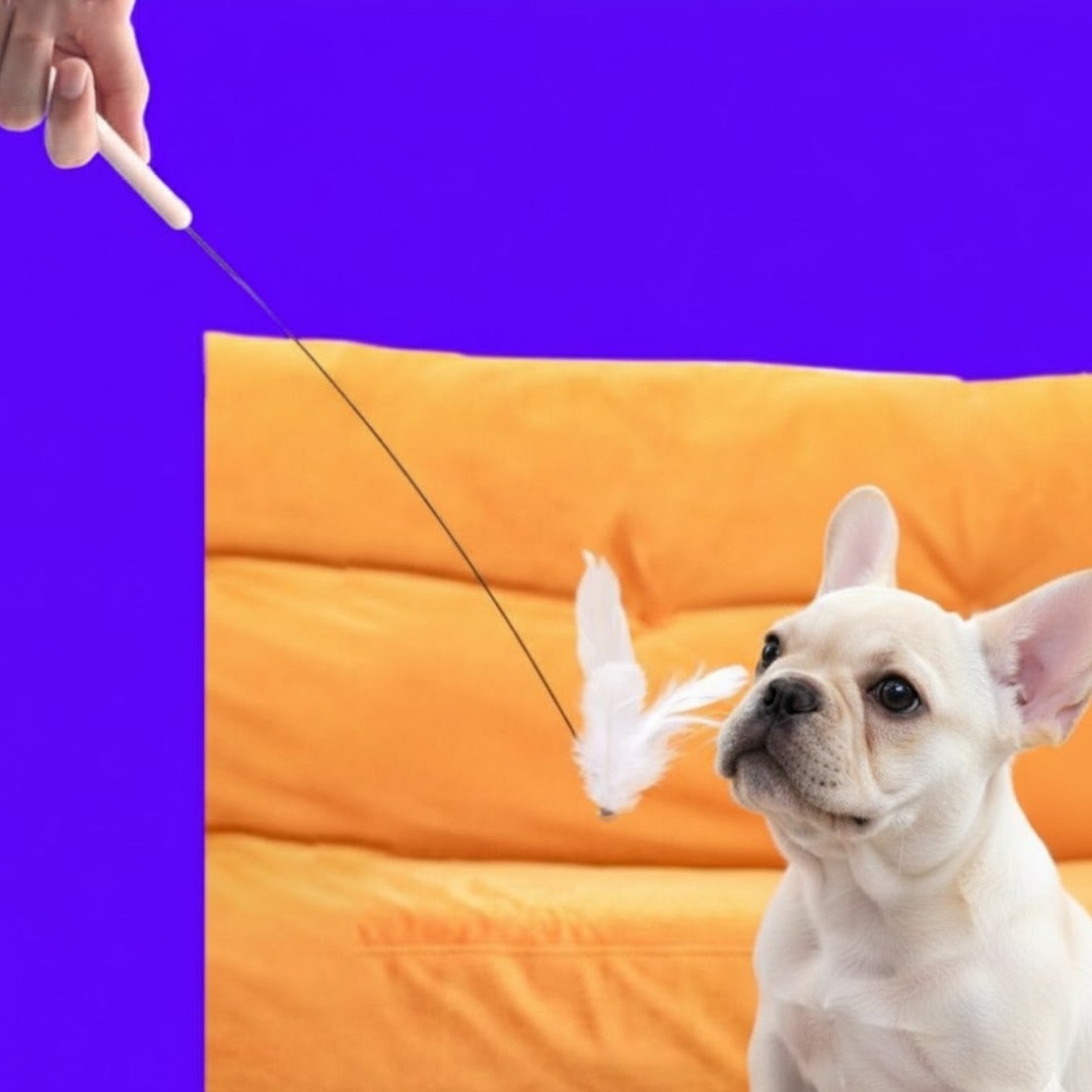 Hedgehog-Dog-Corner-Scratching-Toy.jpg