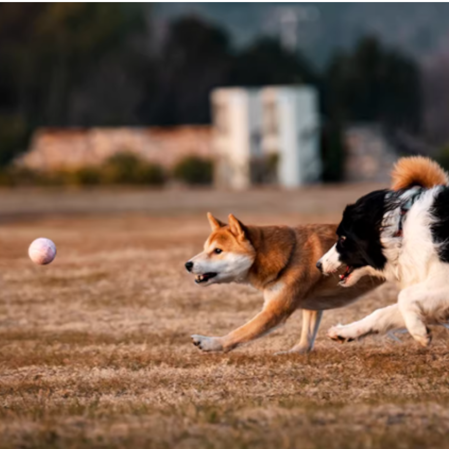 Ice-Cream-Tennis-Ball-Dog-Toy.jpg