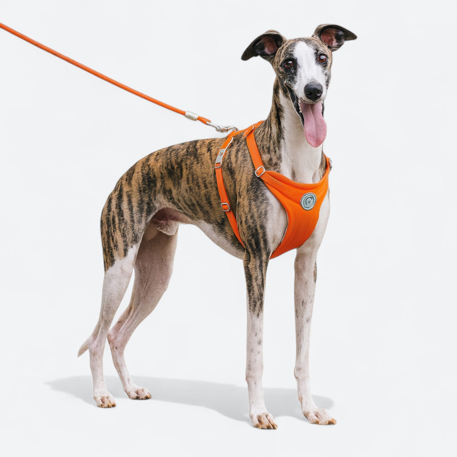 Lightweight-Dog-Harness-Leash-Set.jpg