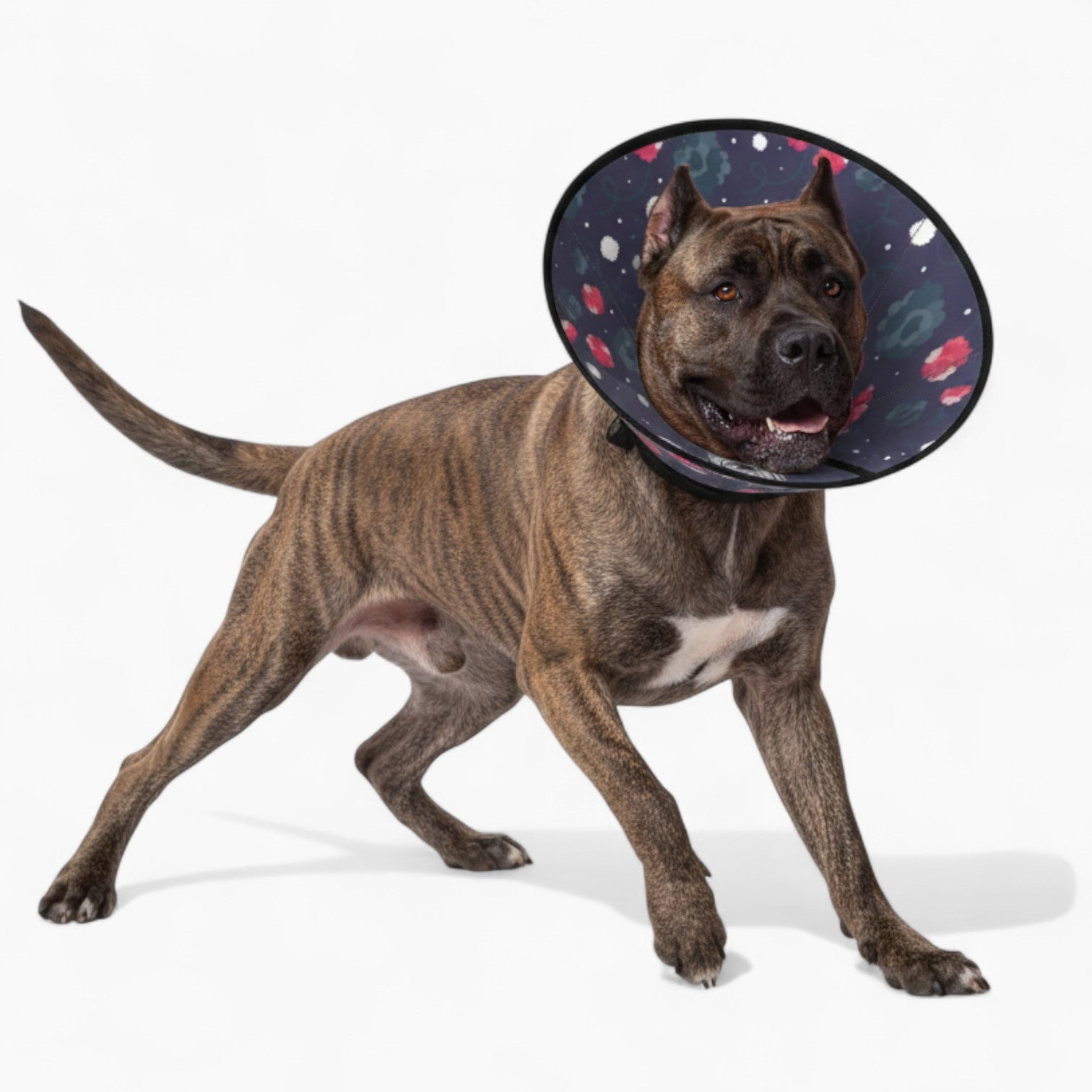 Ollie' soft cone collar for dogs 