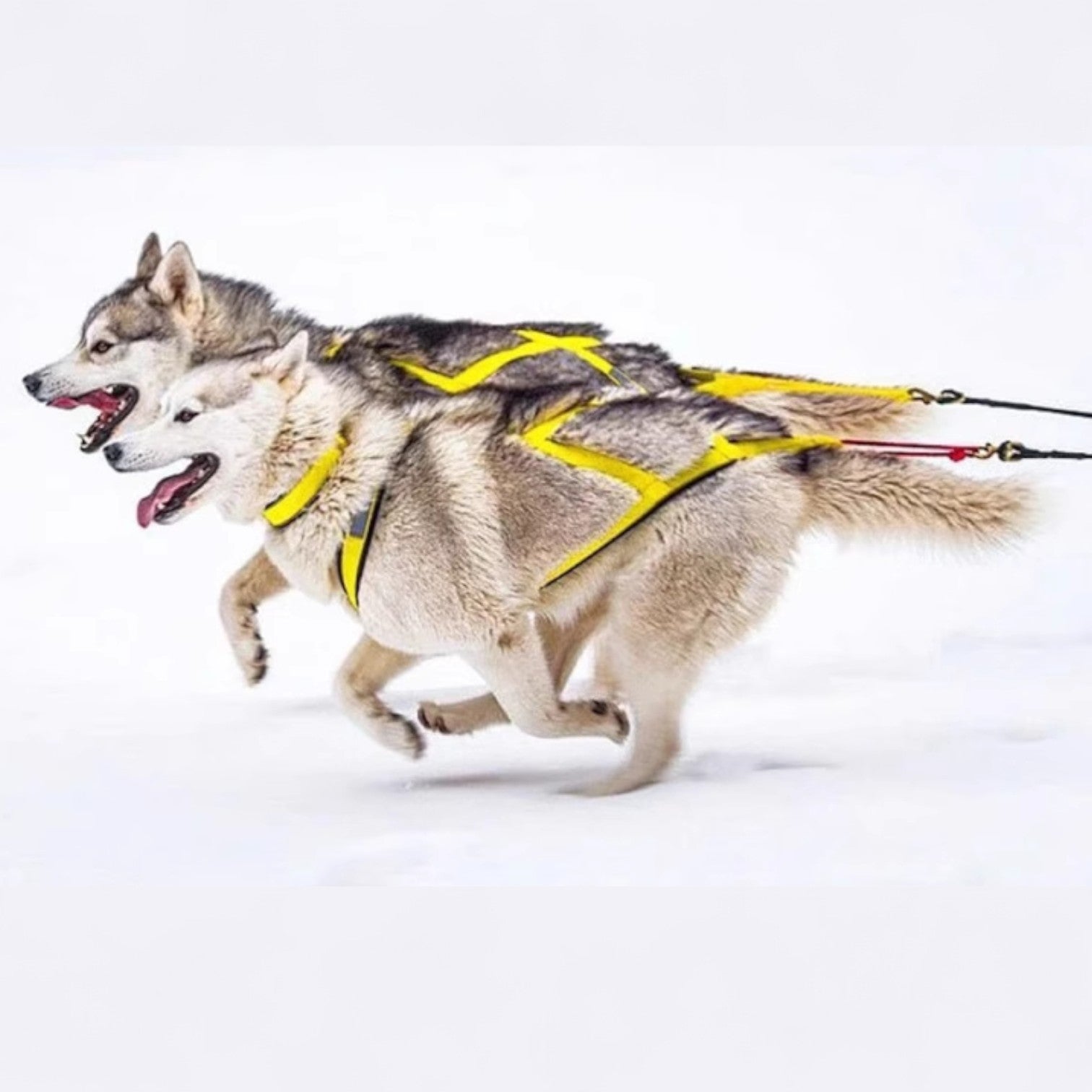 Outdoor-Dog-Sled-Harness.jpg