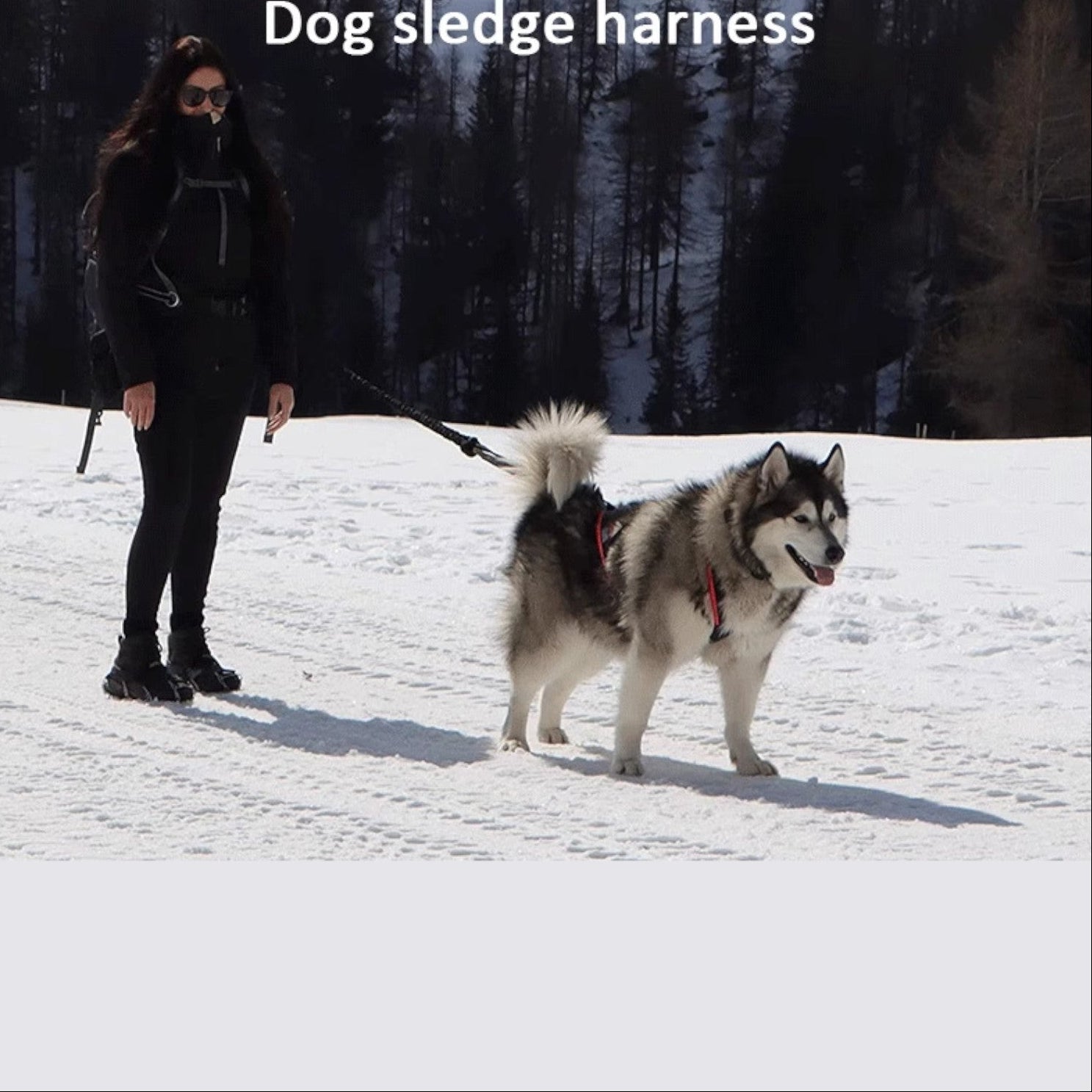 Outdoor-Dog-Sled-Harness.jpg