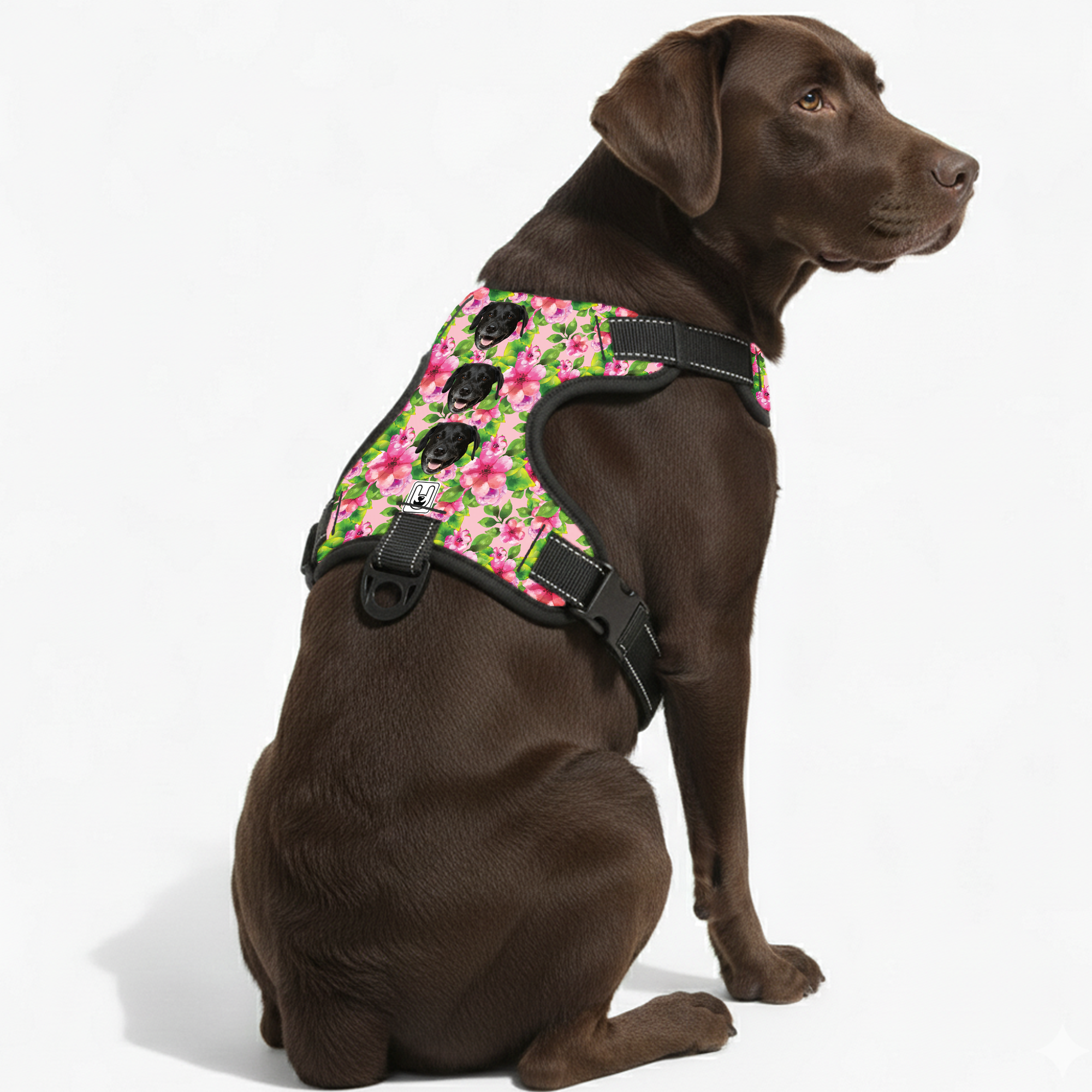 Haley - Custom Dog harness