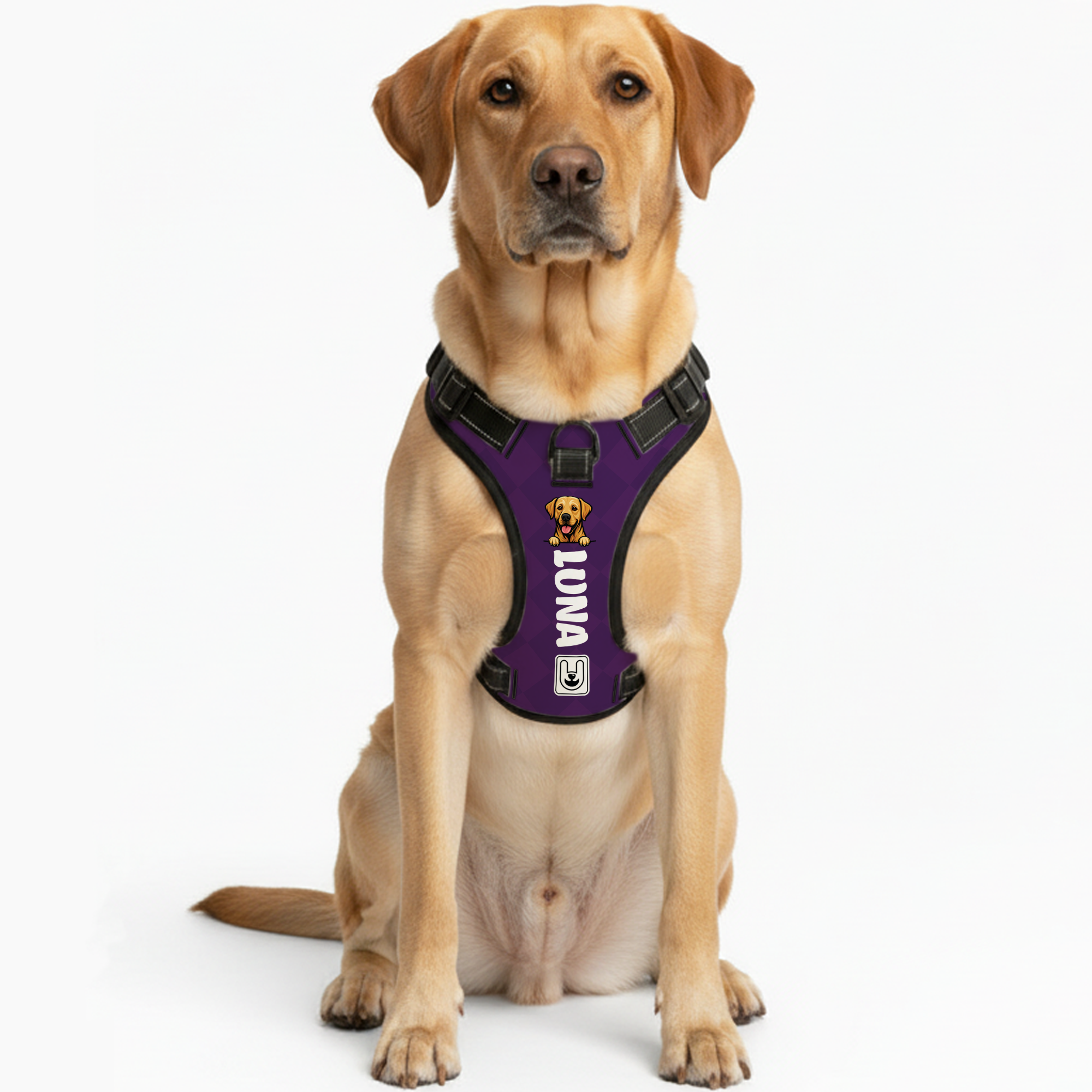 Xander - Custom Dog harness