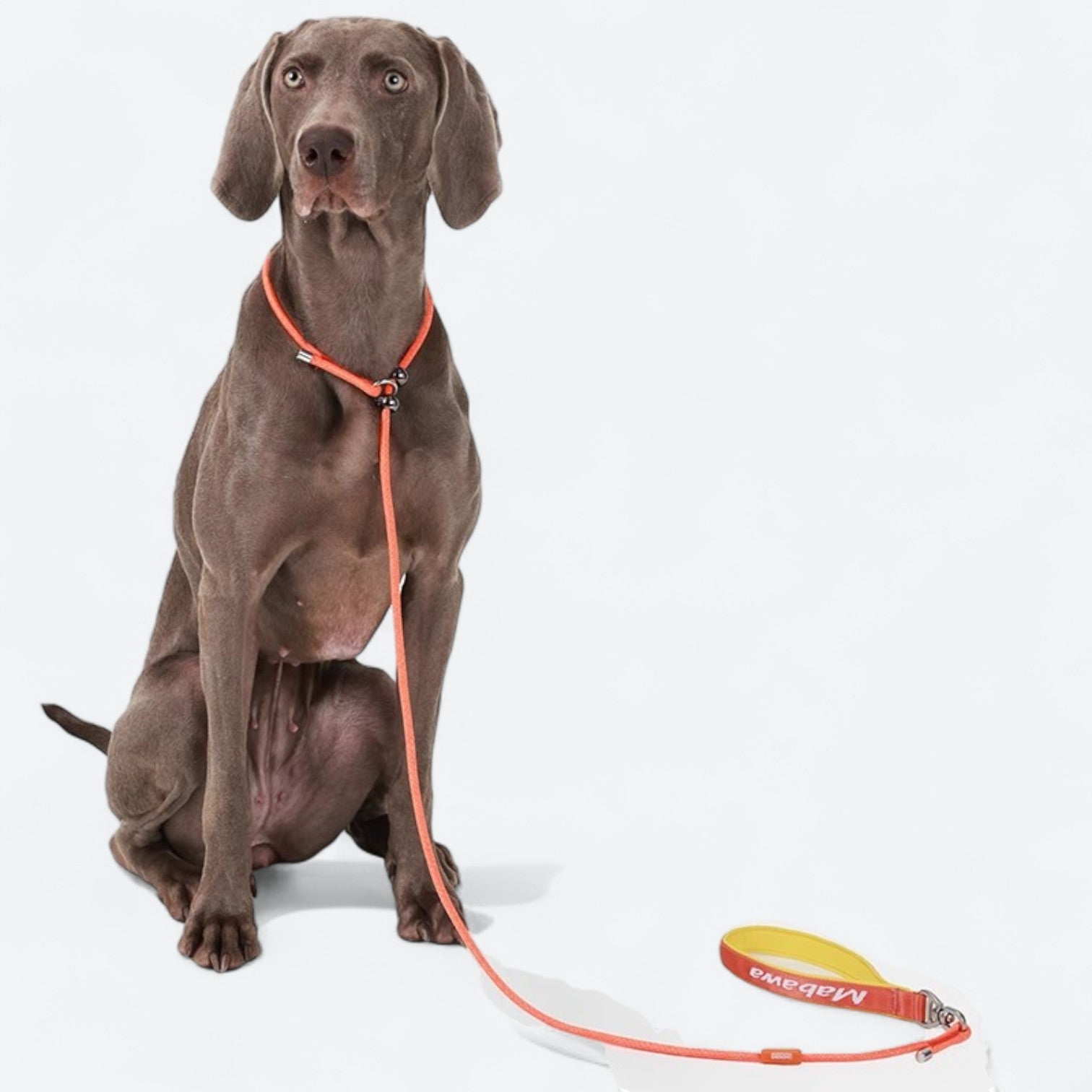 Professional-P-Rope-Dog-Leash.jpg
