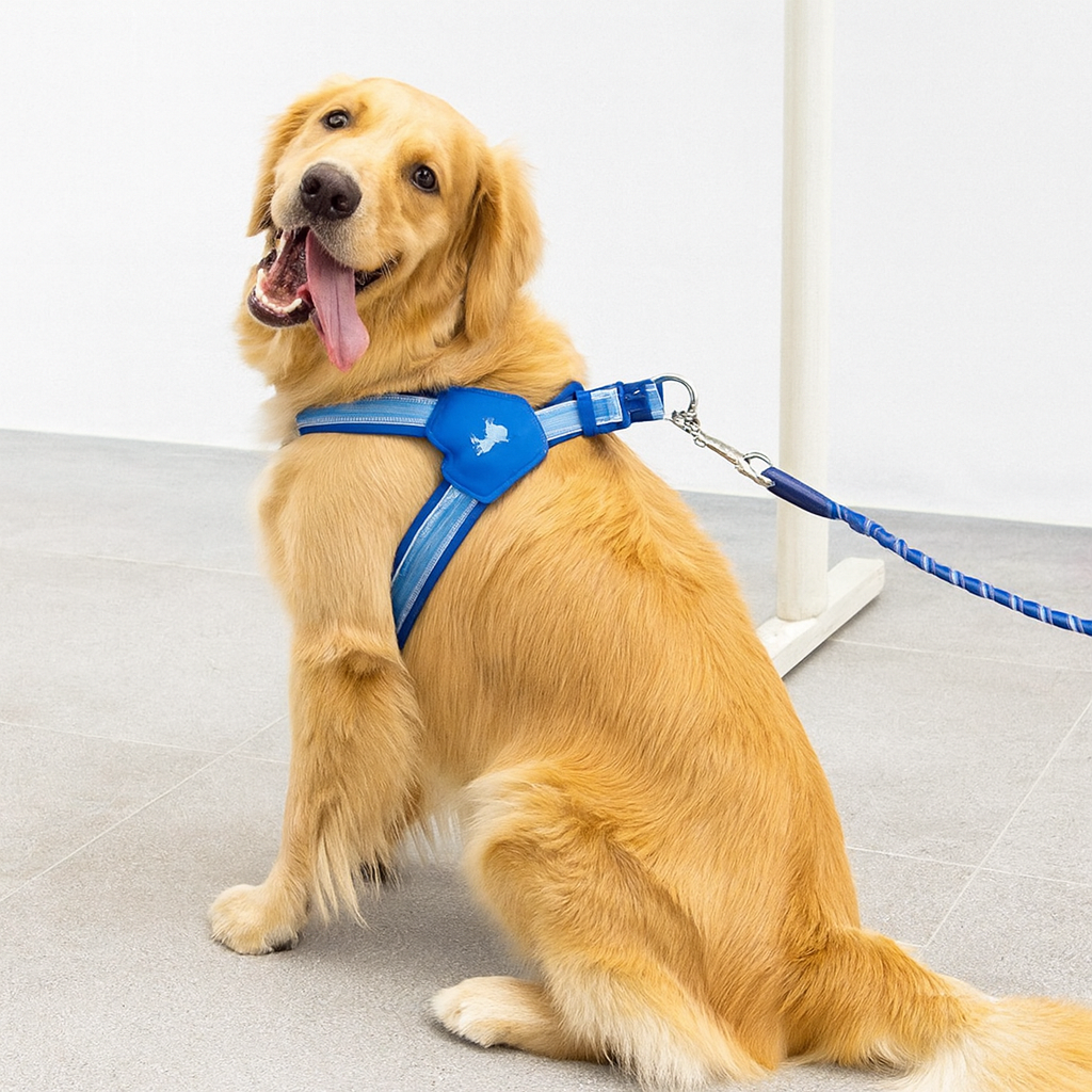 Reflective Dog Harness Leash Set