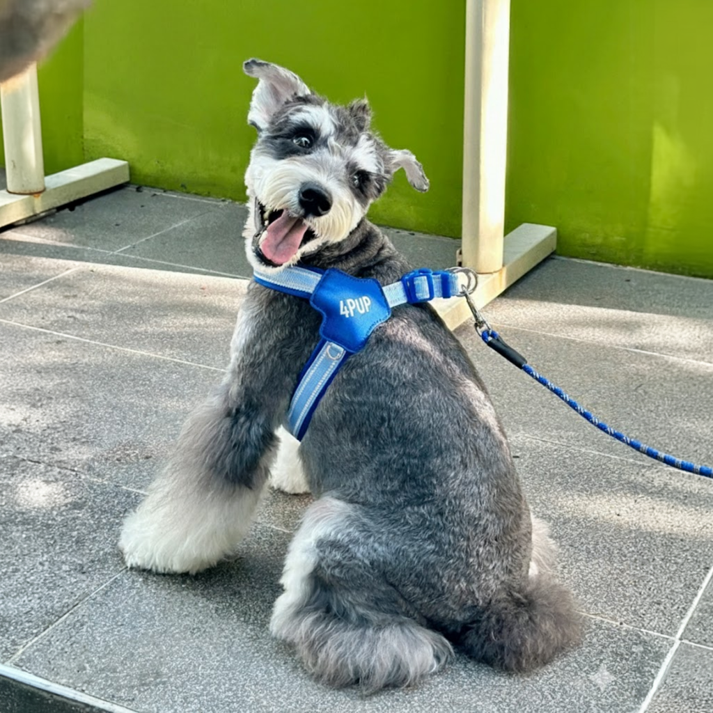 Reflective Dog Harness Leash Set