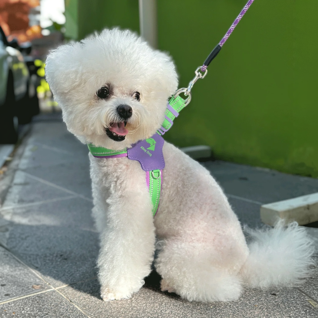 Reflective Dog Harness Leash Set