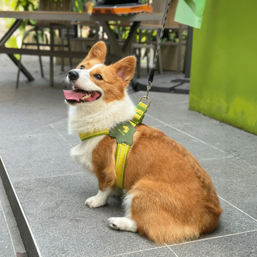 Reflective Dog Harness Leash Set