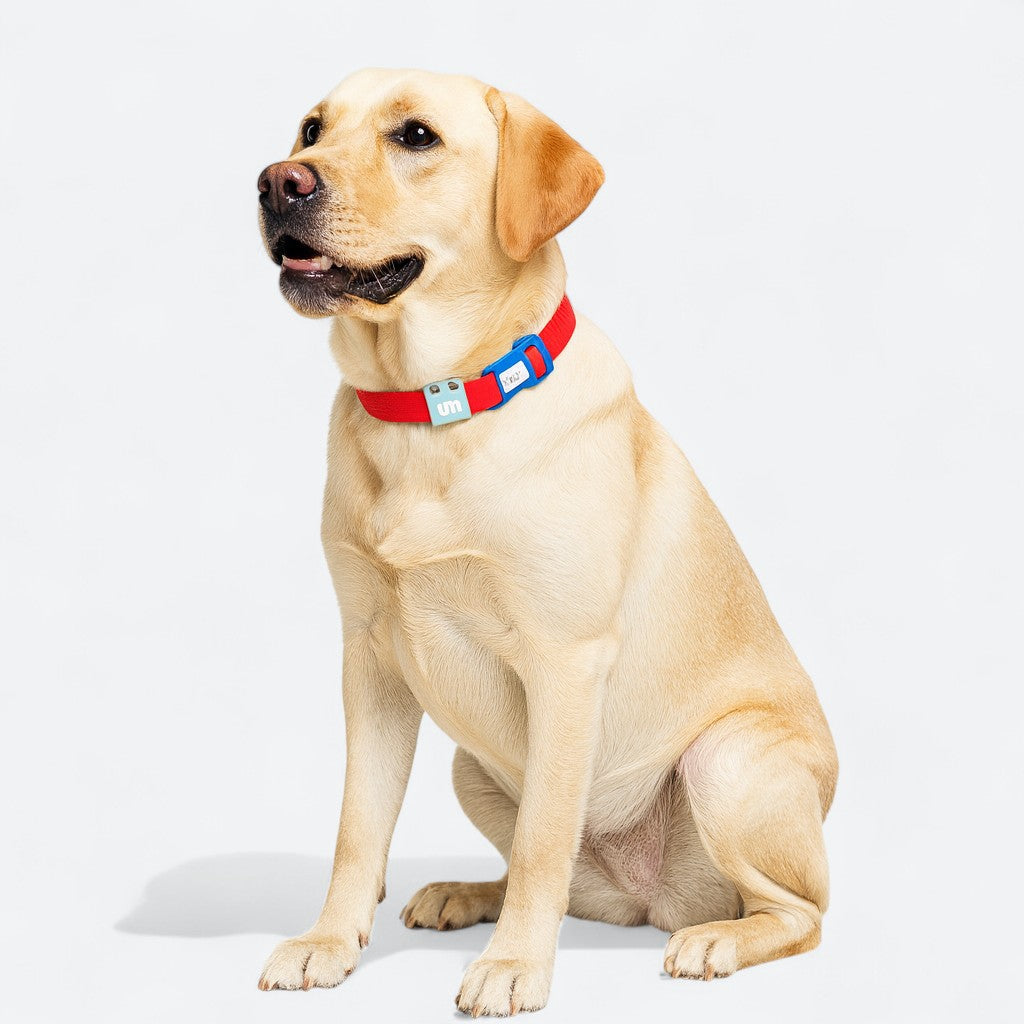 Reflective Waterproof Dog Collar