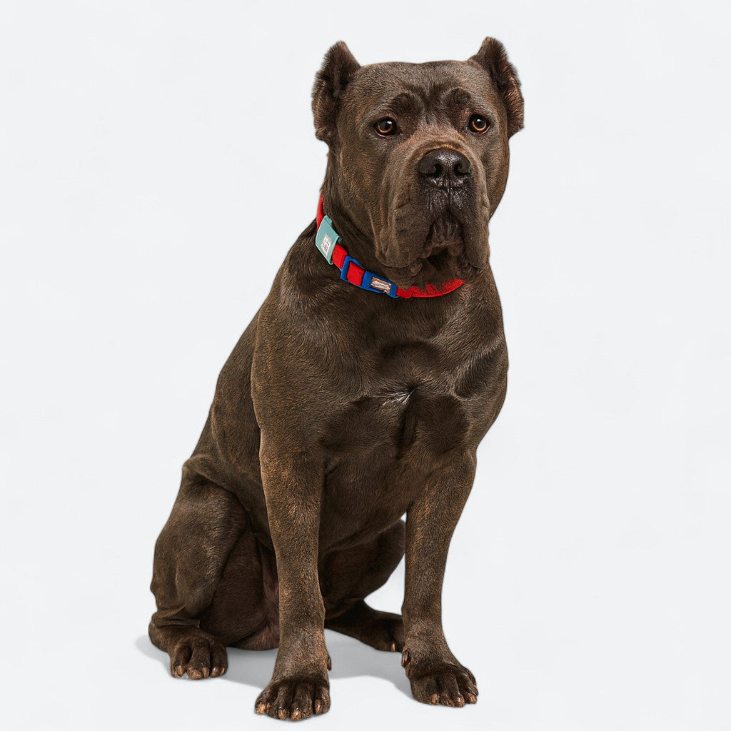 Reflective Waterproof Dog Collar