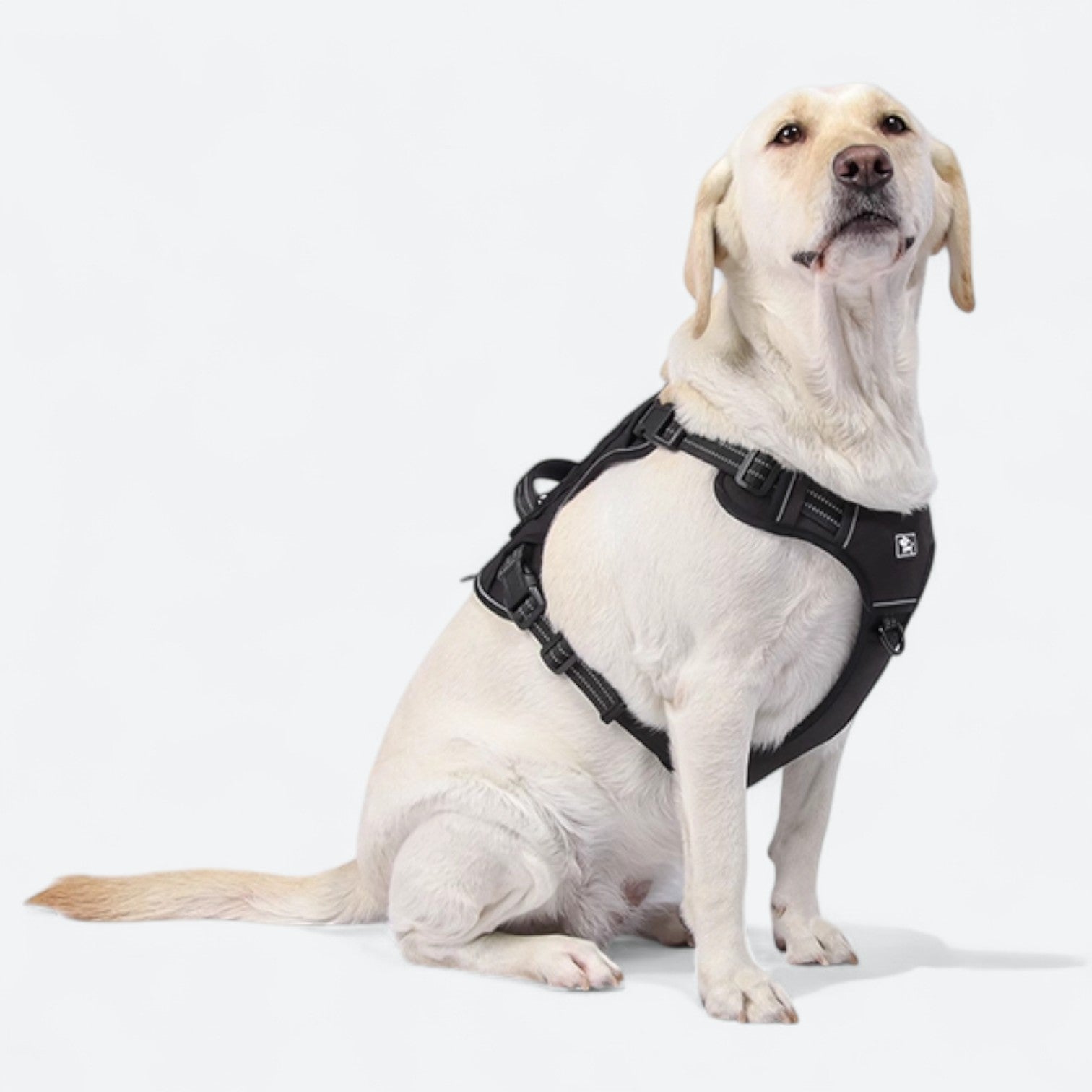 Reflective-Dog-Harness-Set.jpg