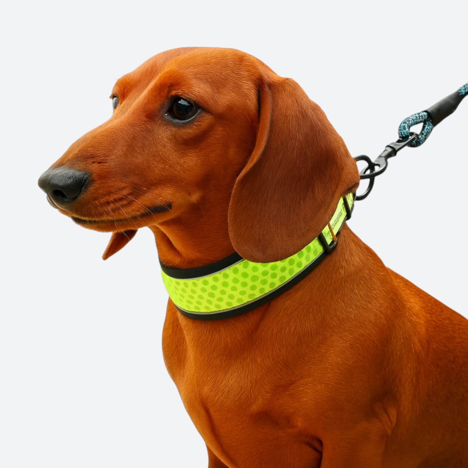 Reflective-No-Pull-Dog-Collar.jpg