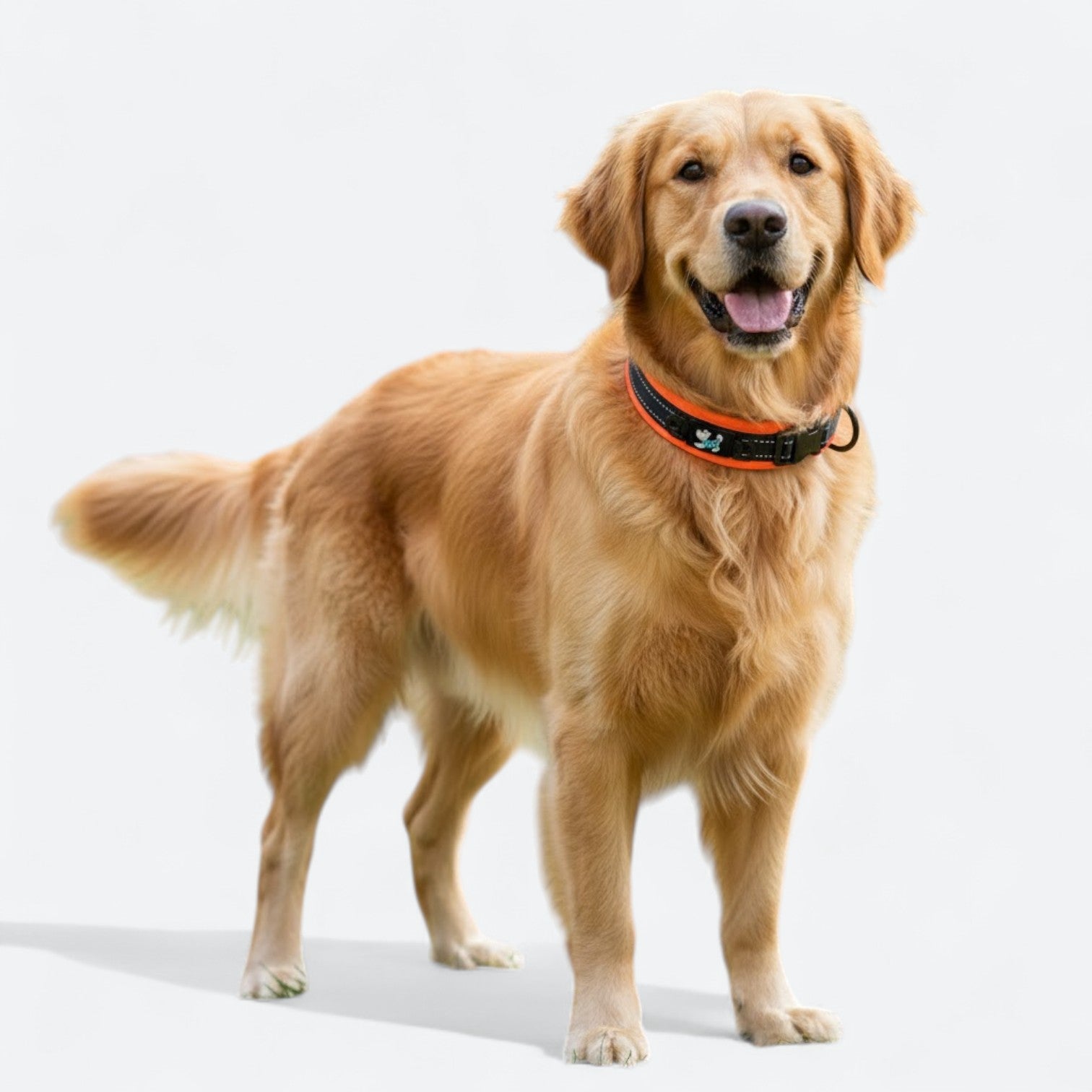 Reflective-Soft-Padded-Dog-Collar.jpg