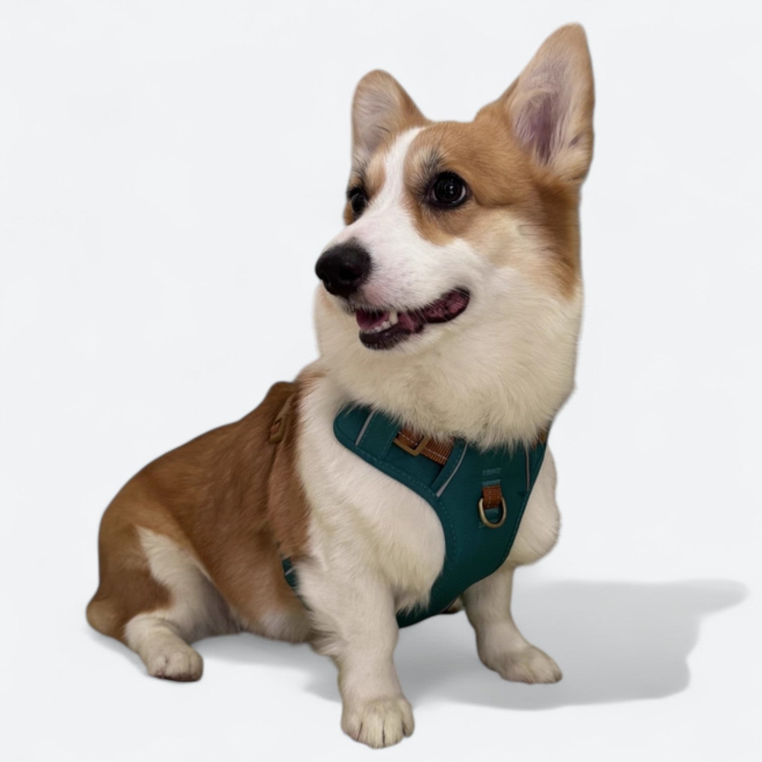Reflective-Soft-Padded-Dog-Harness.jpg