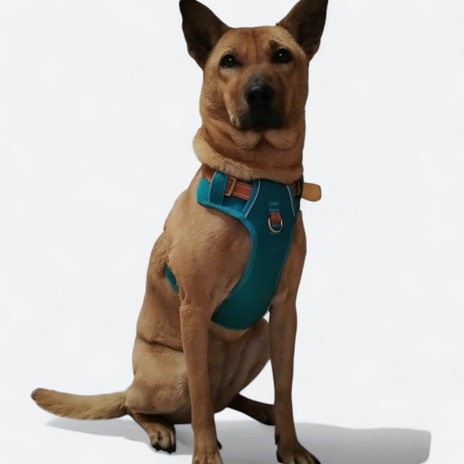 Reflective-Soft-Padded-Dog-Harness.jpg