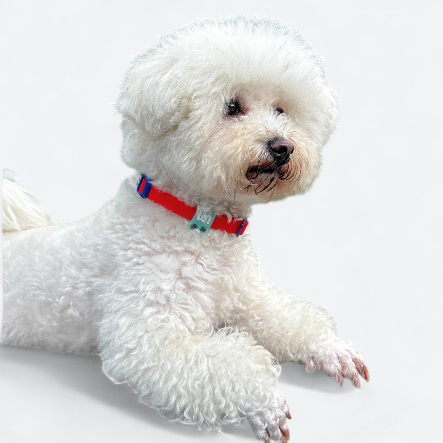 Reflective-Waterproof-Dog-Collar.jpg