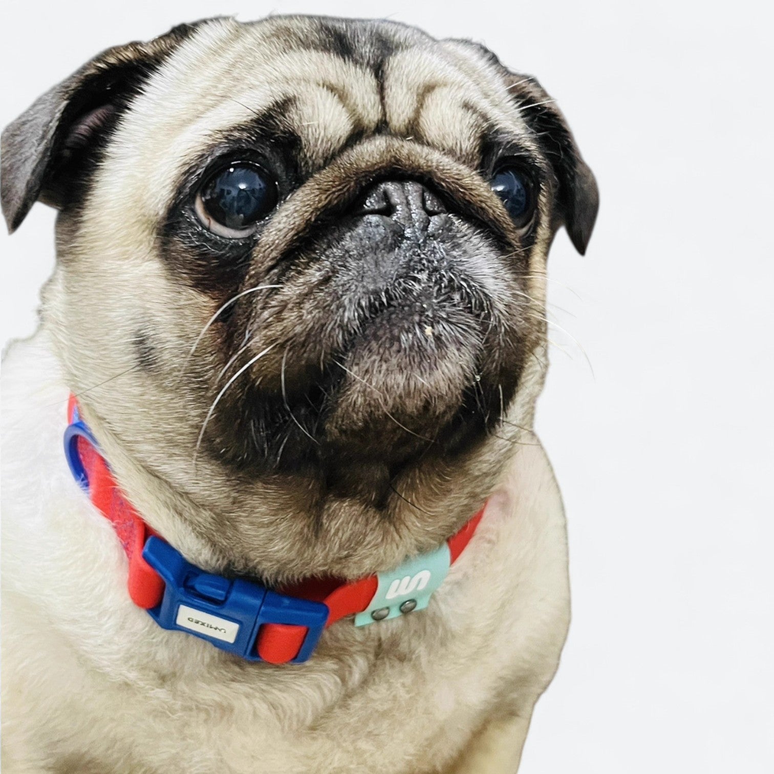Reflective-Waterproof-Dog-Collar.jpg